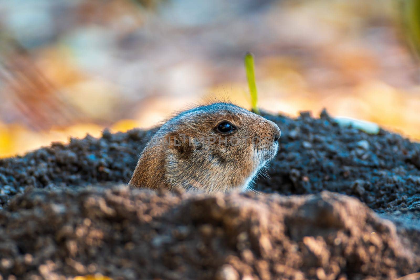 black tailed prairie dog (Cynomys ludovicianus) sits in front of his building in zoo koethen, saxony anhalt, germany
