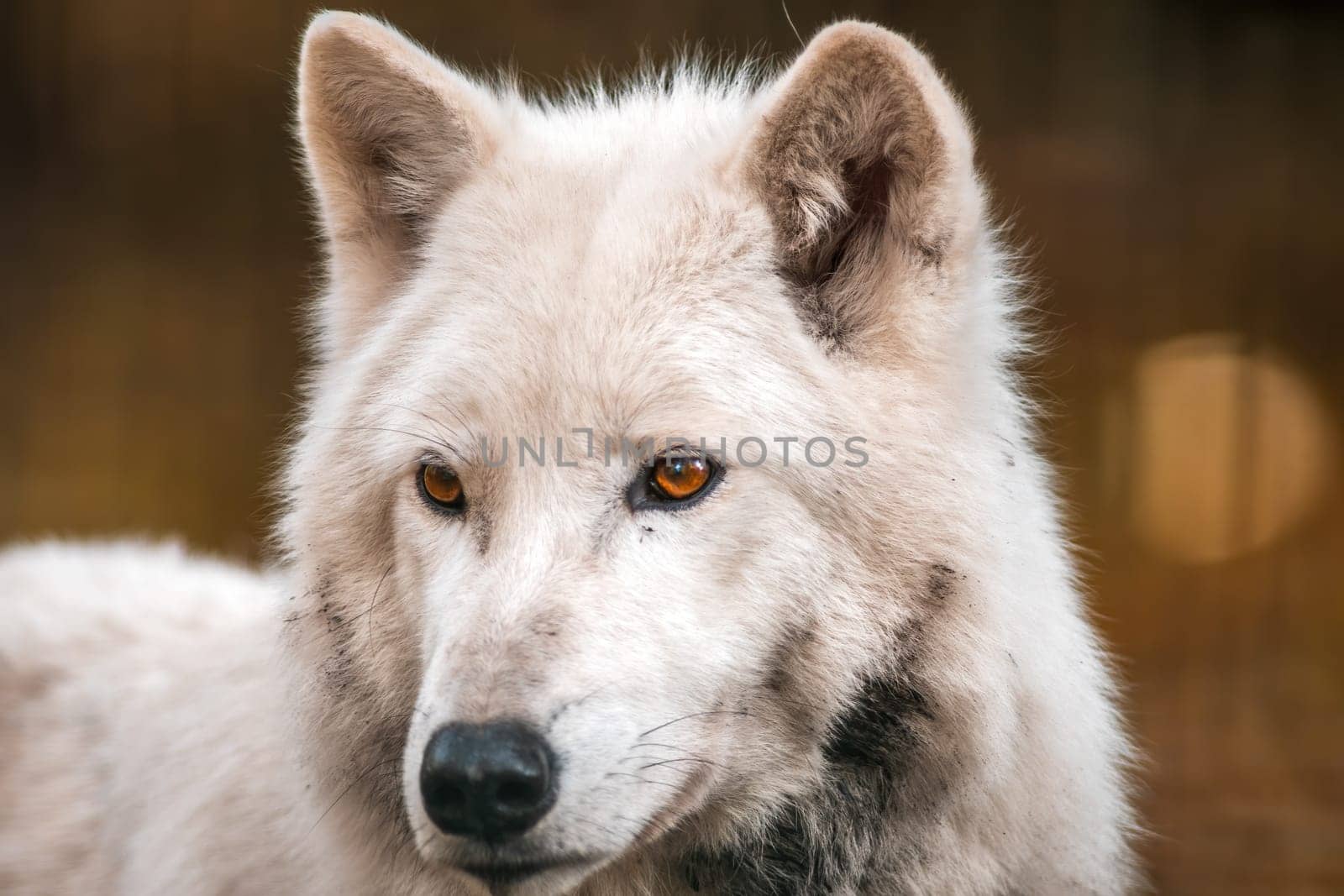 A white arctic polar wolf in Zoo Koethen Saxony Anhalt Germany