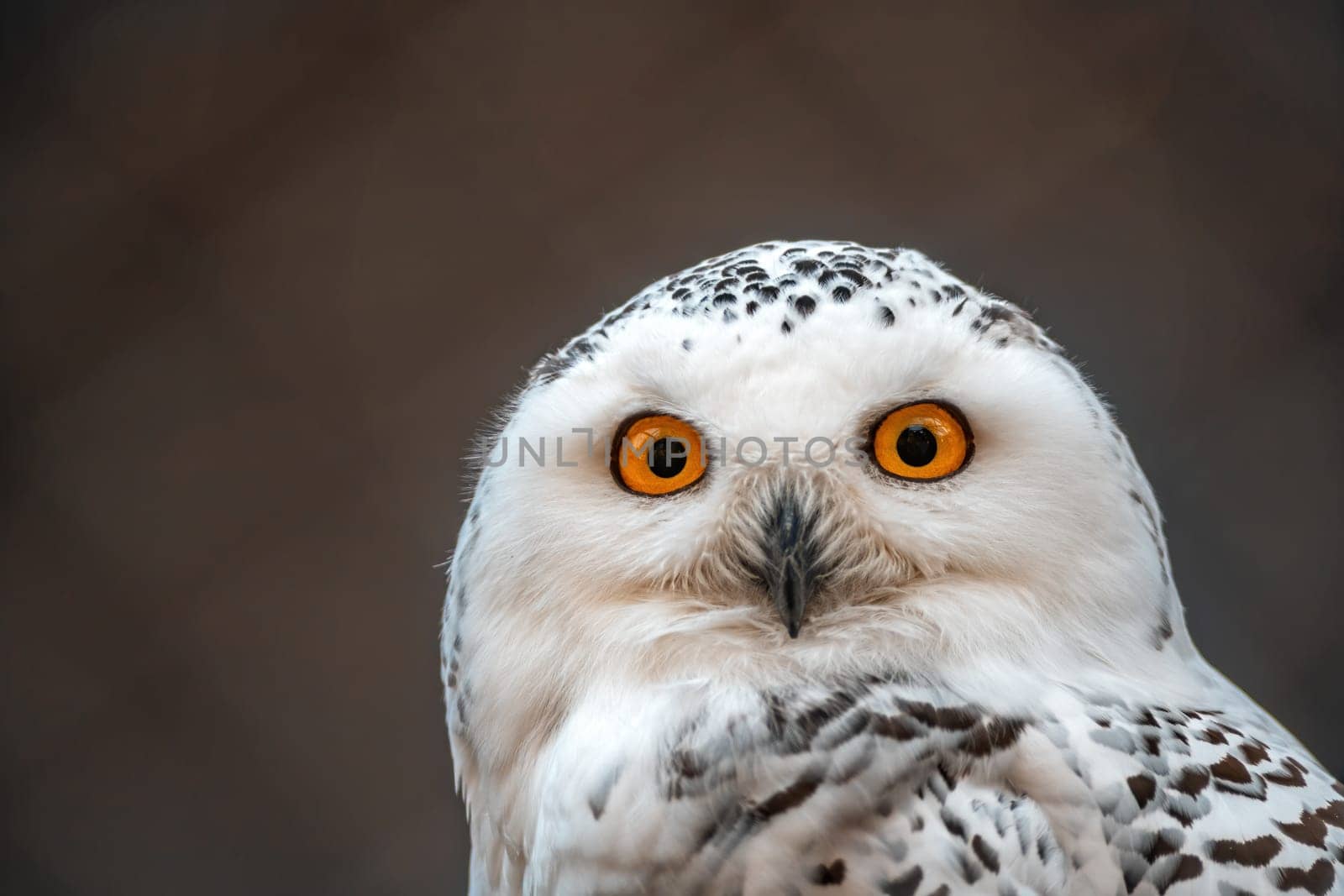 great white arctic owl (Bubo scandiacus) in zoo koethen, saxony anhalt, germany