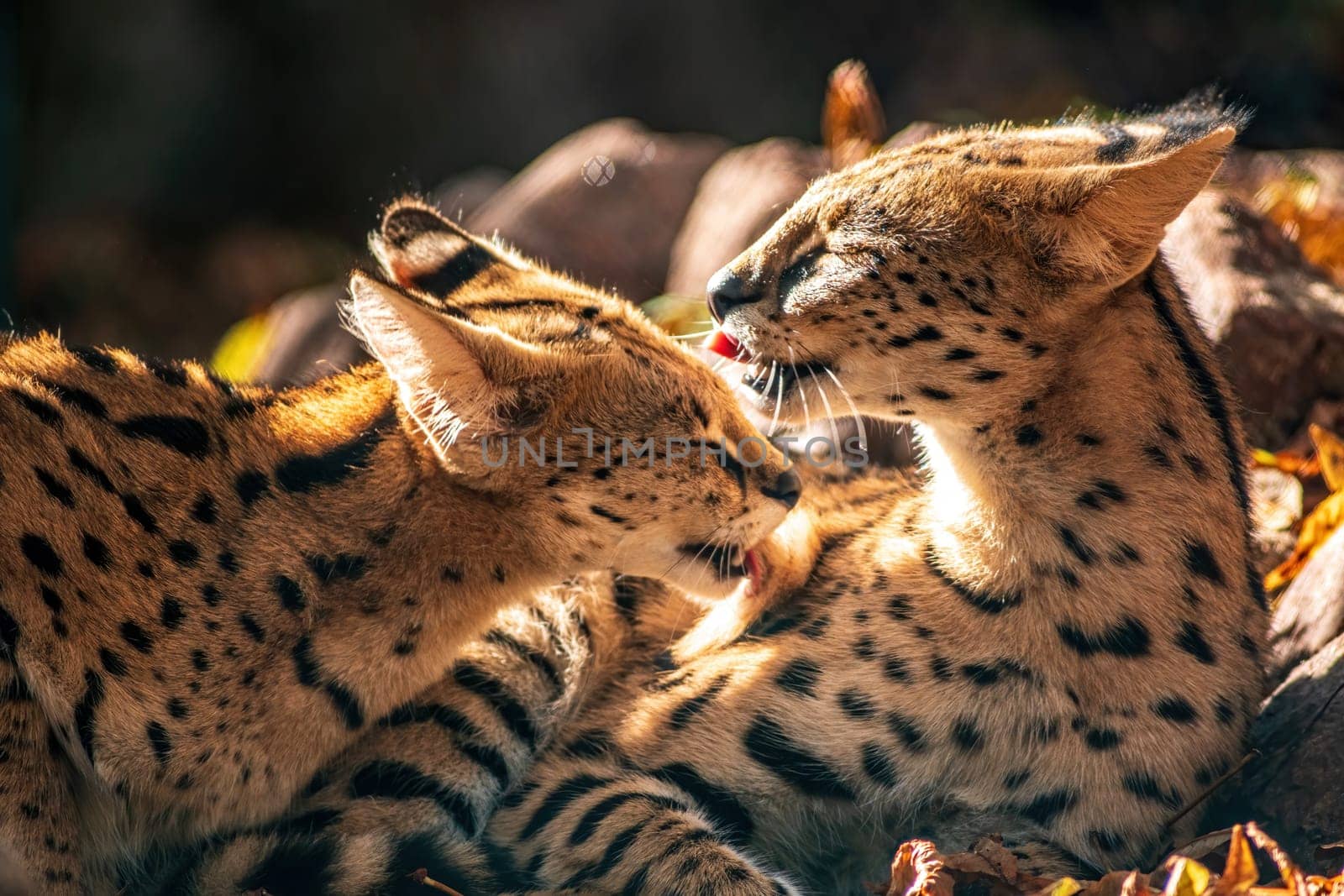 a young serval (Leptailurus serval) couple cleaning each other in Zoo Koethen Saxony Anhalt Germany
