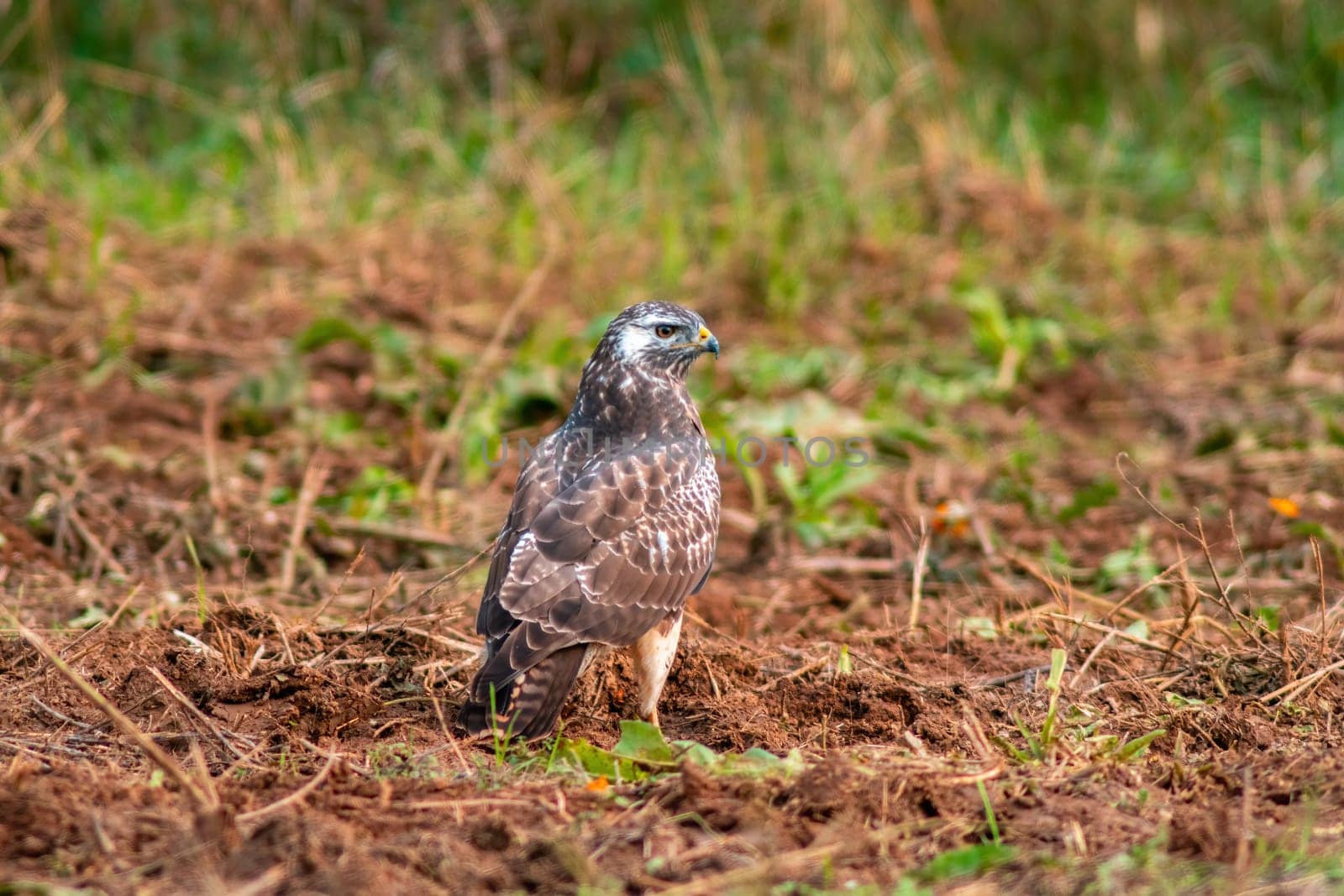 a buzzard sits in its hold and looks for prey
