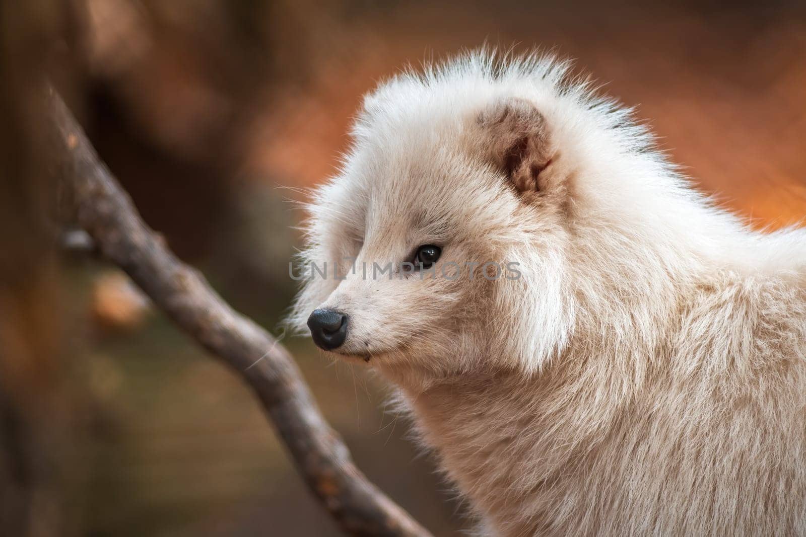a young white raccoon dog in Zoo Koethen Saxony Anhalt Germany