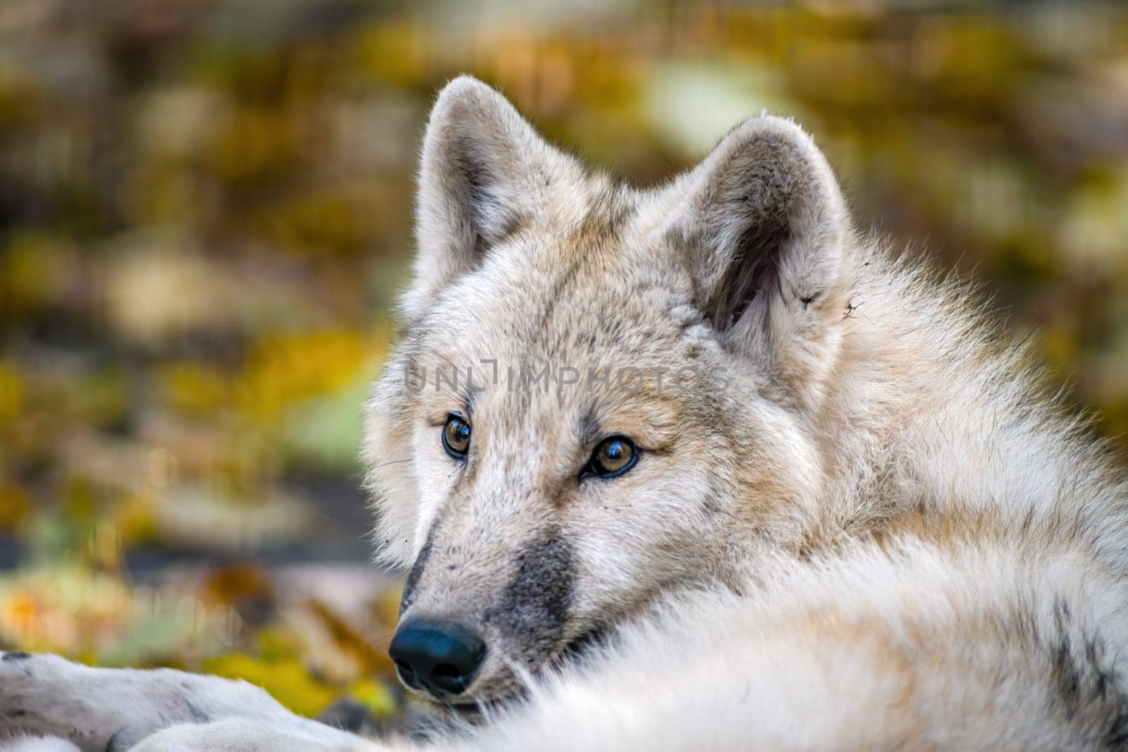 A white arctic polar wolf in Zoo Koethen Saxony Anhalt Germany