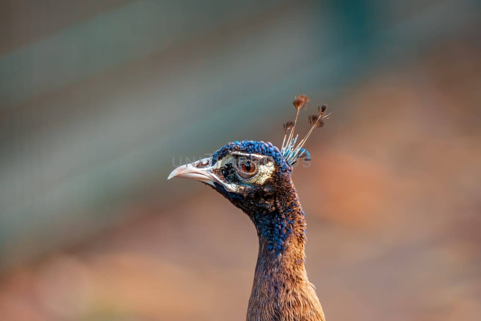 a colorful male blue peacock (Pavo cristatus) in Zoo Koethen Saxony Anhalt Germany