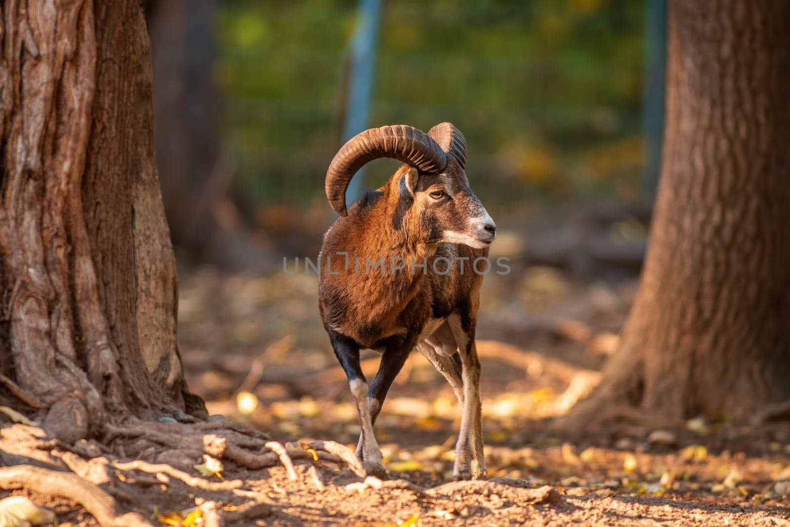 a young male Mouflon (Ovis gmelini musimon) in zoo koethen, saxony anhalt, germany
