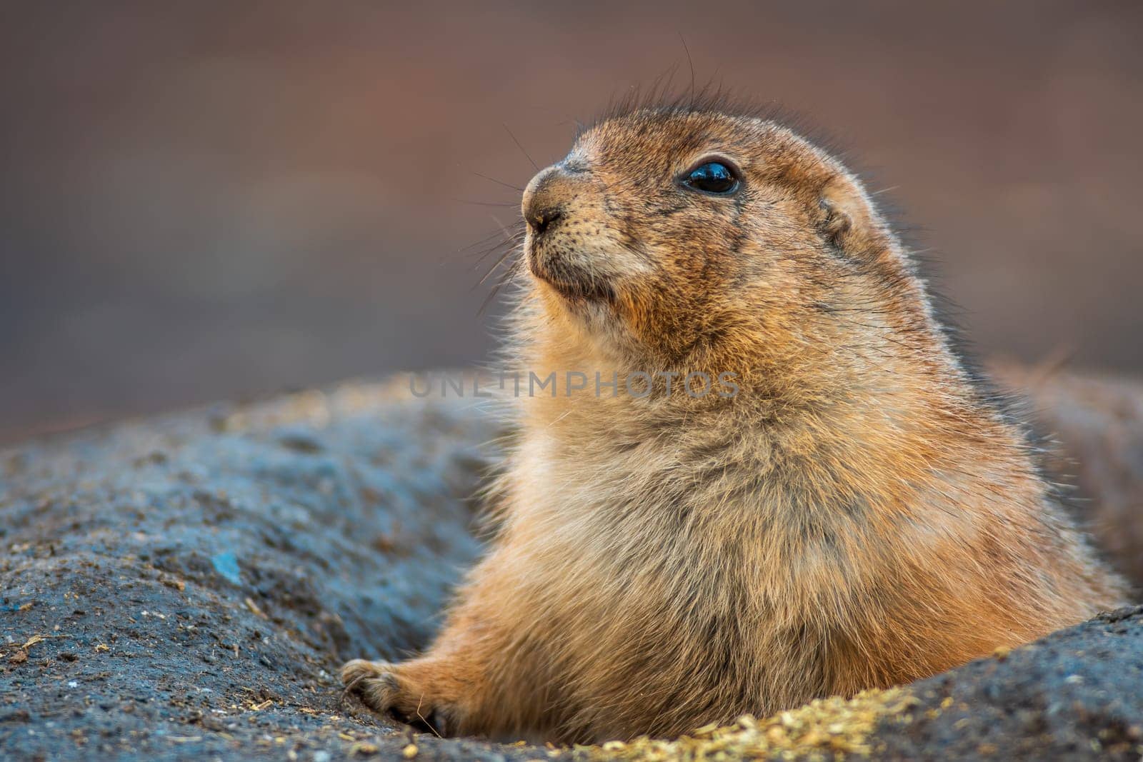 black tailed prairie dog (Cynomys ludovicianus) sits in front of his building in zoo koethen, saxony anhalt, germany