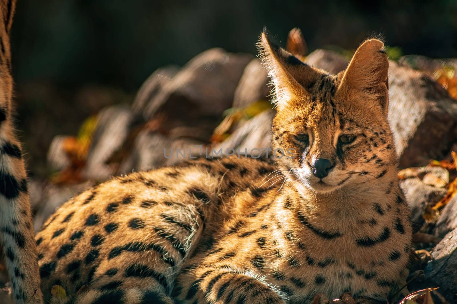 a young serval (Leptailurus serval) is lying in the sun in zoo Koethen Saxony Anhalt Germany