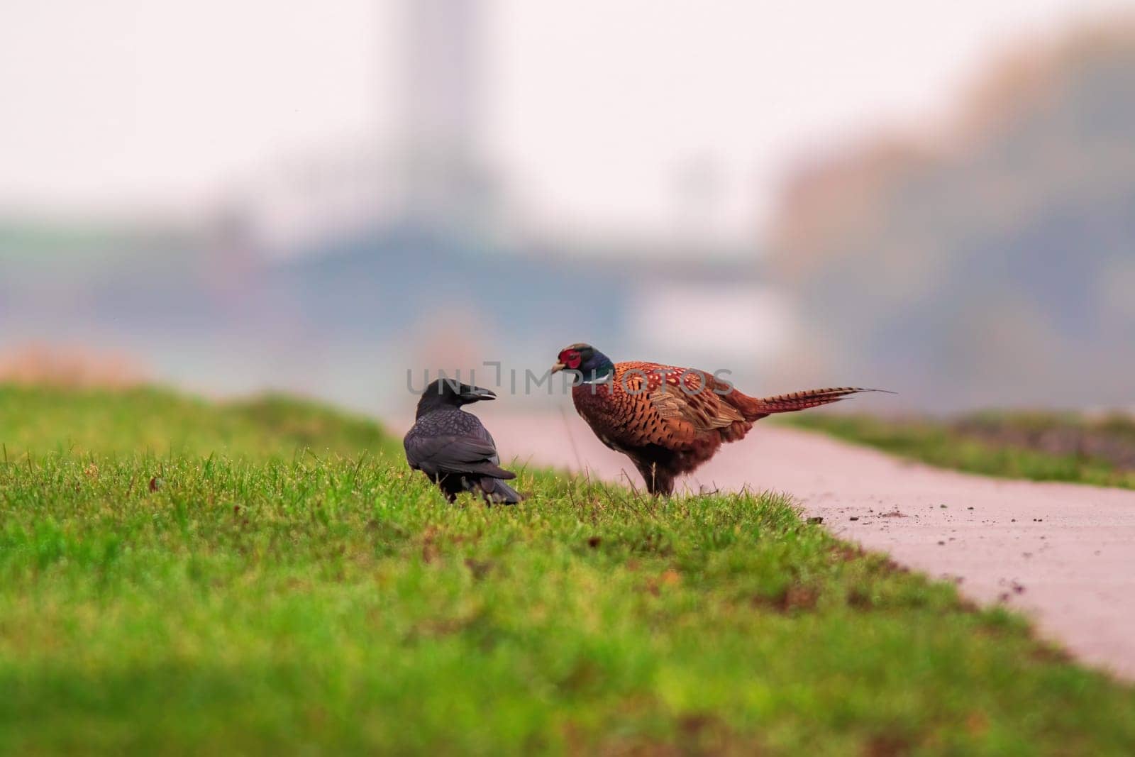 a pheasant foraging in a field in autumn