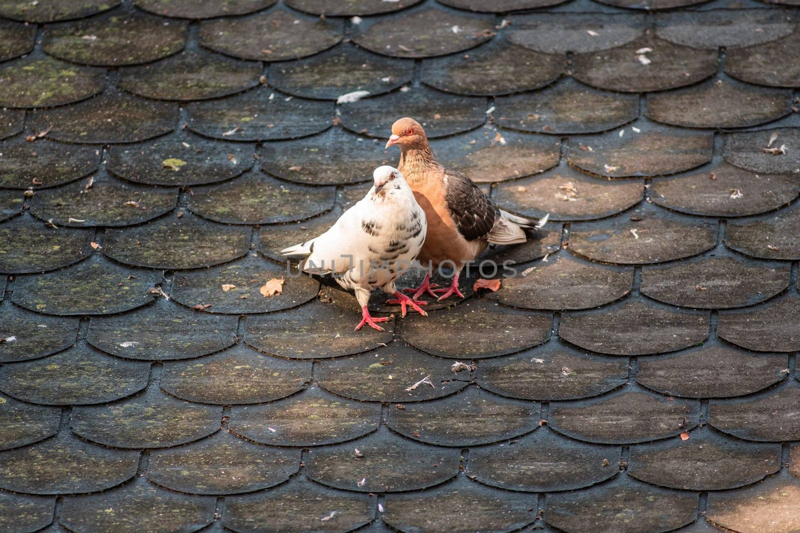 a couple of pigeons whispers sweet on a roof in zoo Koethen, Saxony Anhalt, Germany