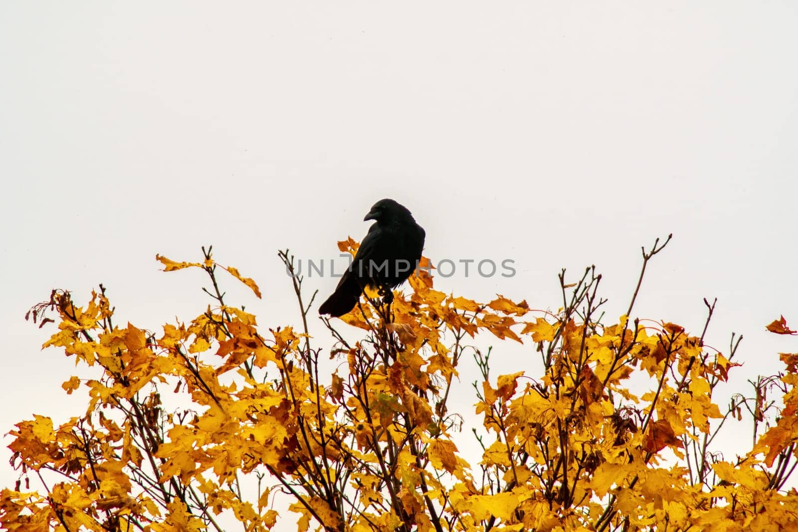 a big black raven searches for food in autumn