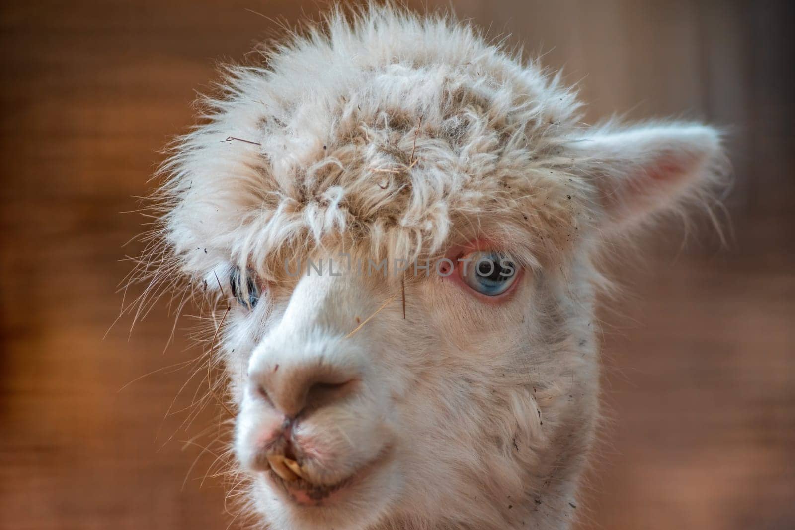 portrait of a white alpaca (Vicugna pacos) in zoo koethen, saxony anhalt, germany