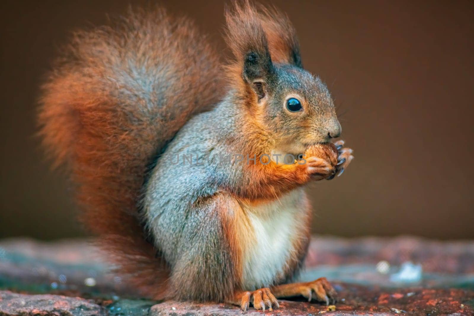 a red squirrel in a forest eats nuts