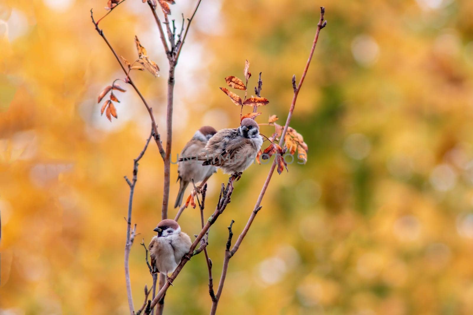 three sparrows sit on a branch and preen while they chirp