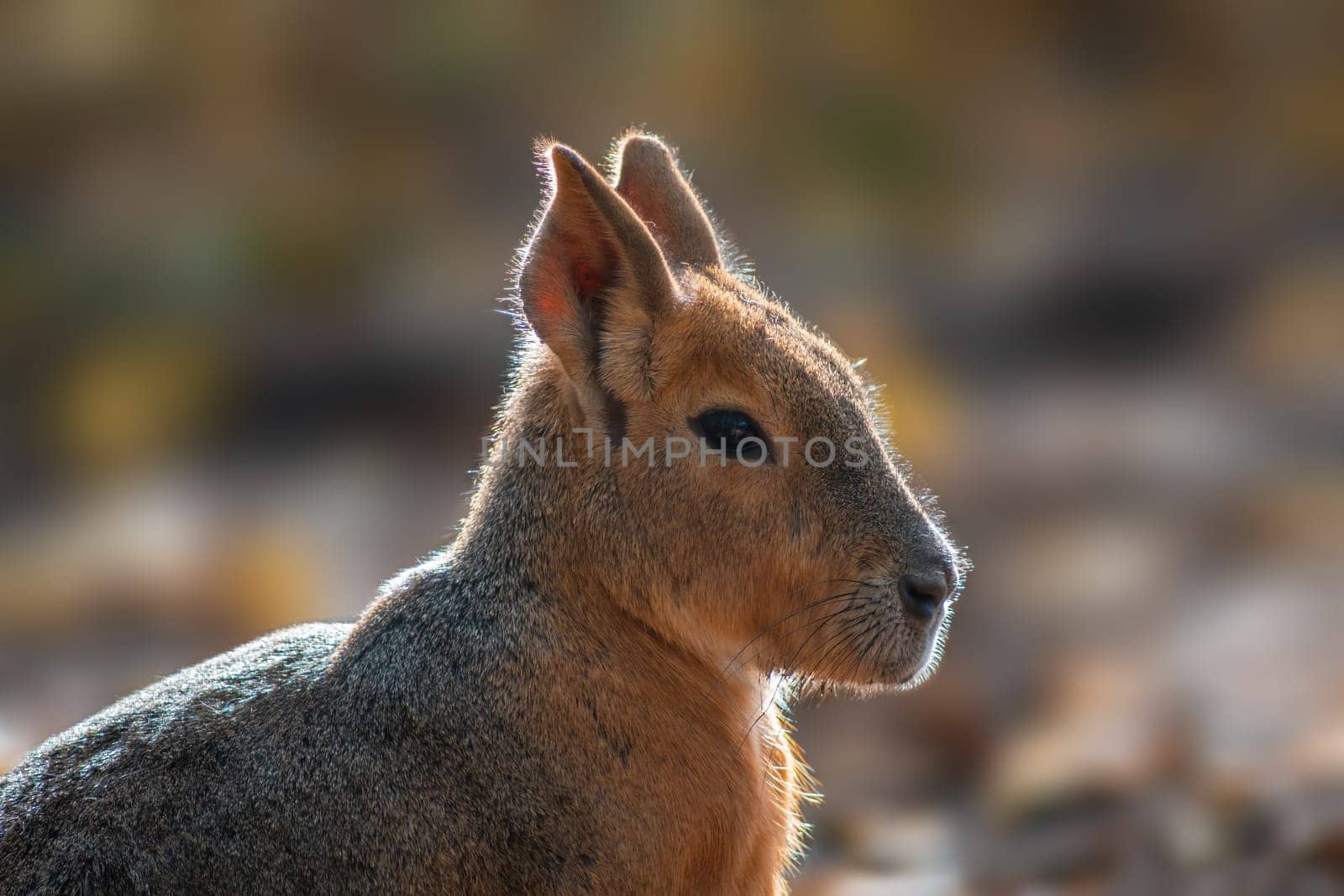 Portrait of Patagonian mara (Dolichotis patagonum) in Zoo Koethen Saxony Anhalt Germany