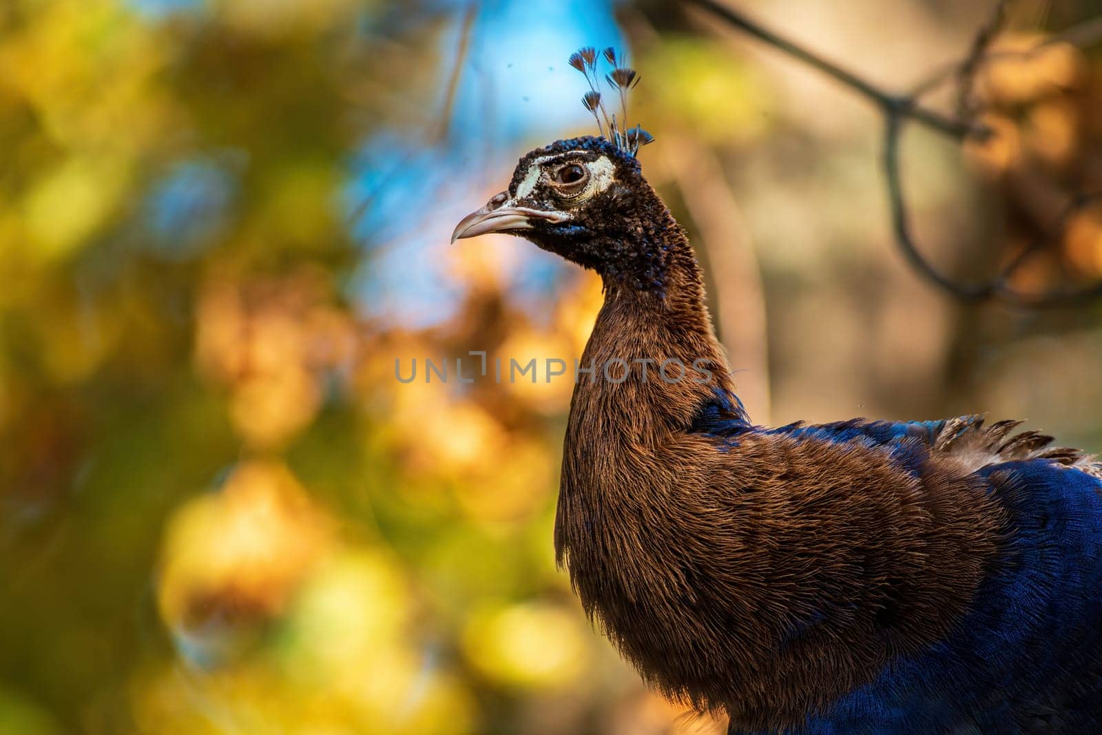 a colorful male blue peacock (Pavo cristatus) in Zoo Koethen Saxony Anhalt Germany