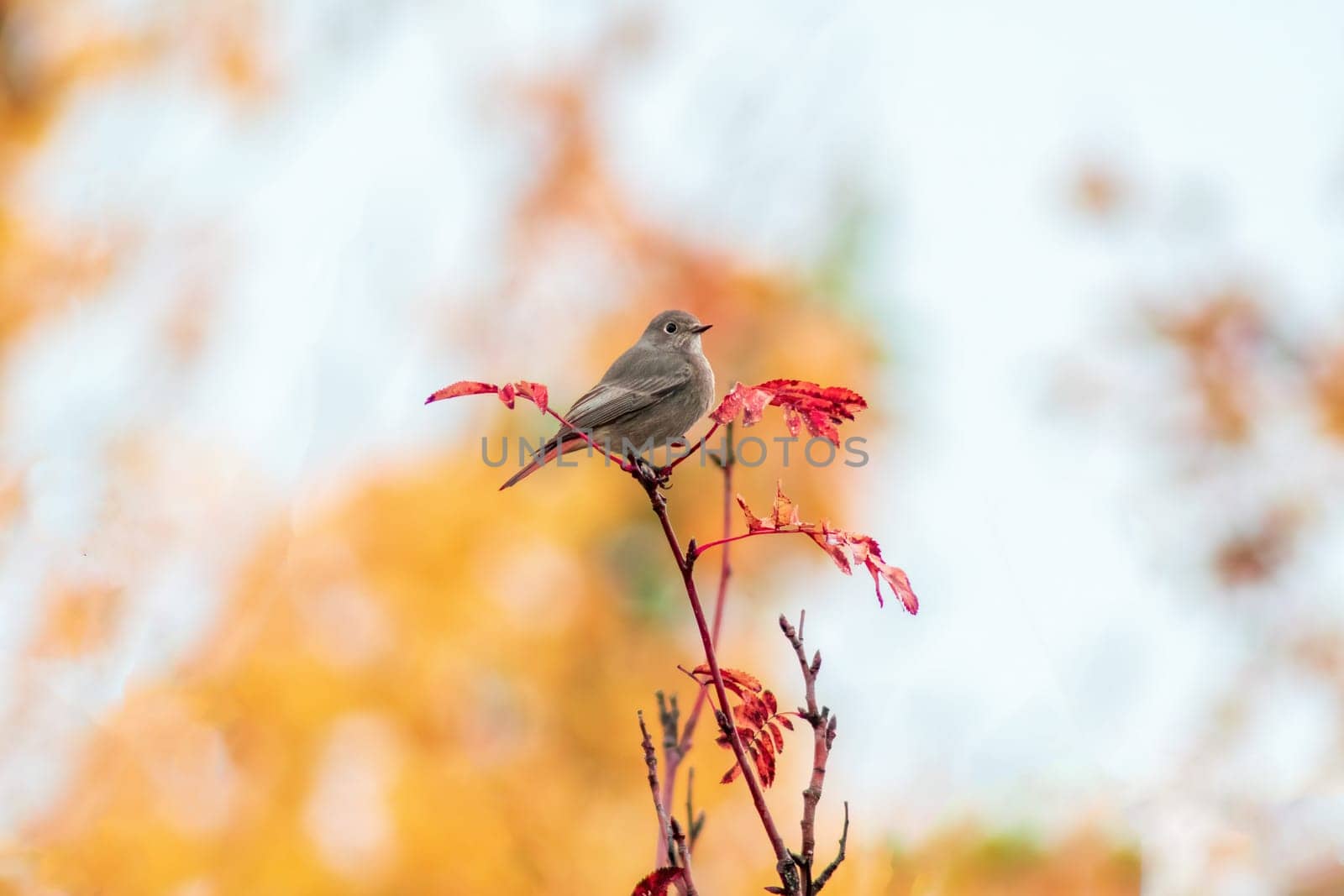 A male redstart looking for fodder in a meadow in autumn