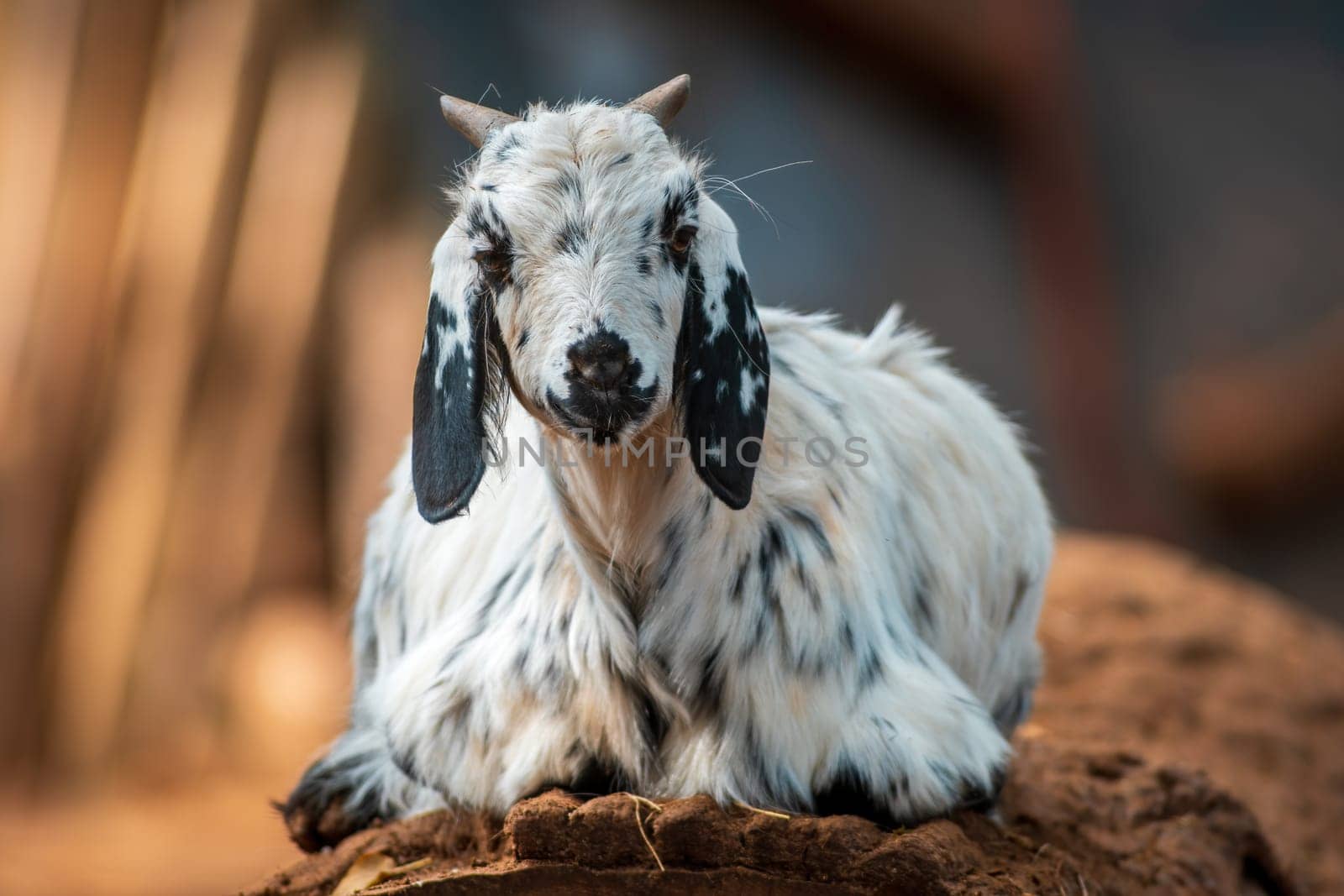 a young billy goat relaxes in the autumn sun