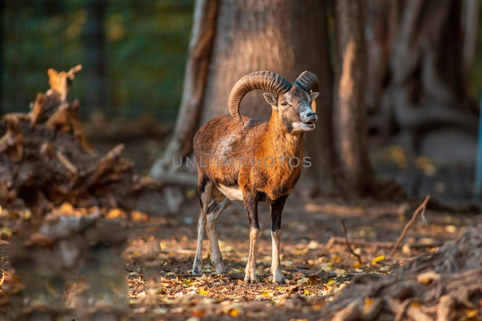 a young male Mouflon (Ovis gmelini musimon) in zoo koethen, saxony anhalt, germany