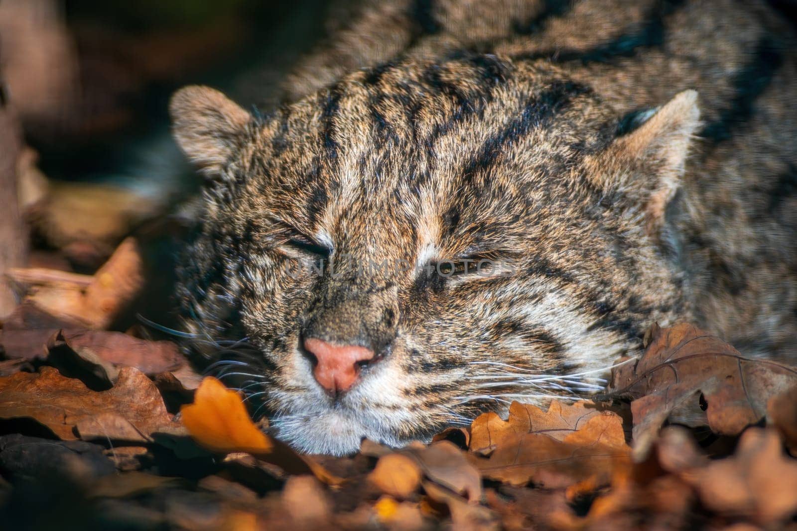 a portrait of a sleeping fishing cat (Prionailurus viverrinus) in zoo koethen, saxony anhalt, germany