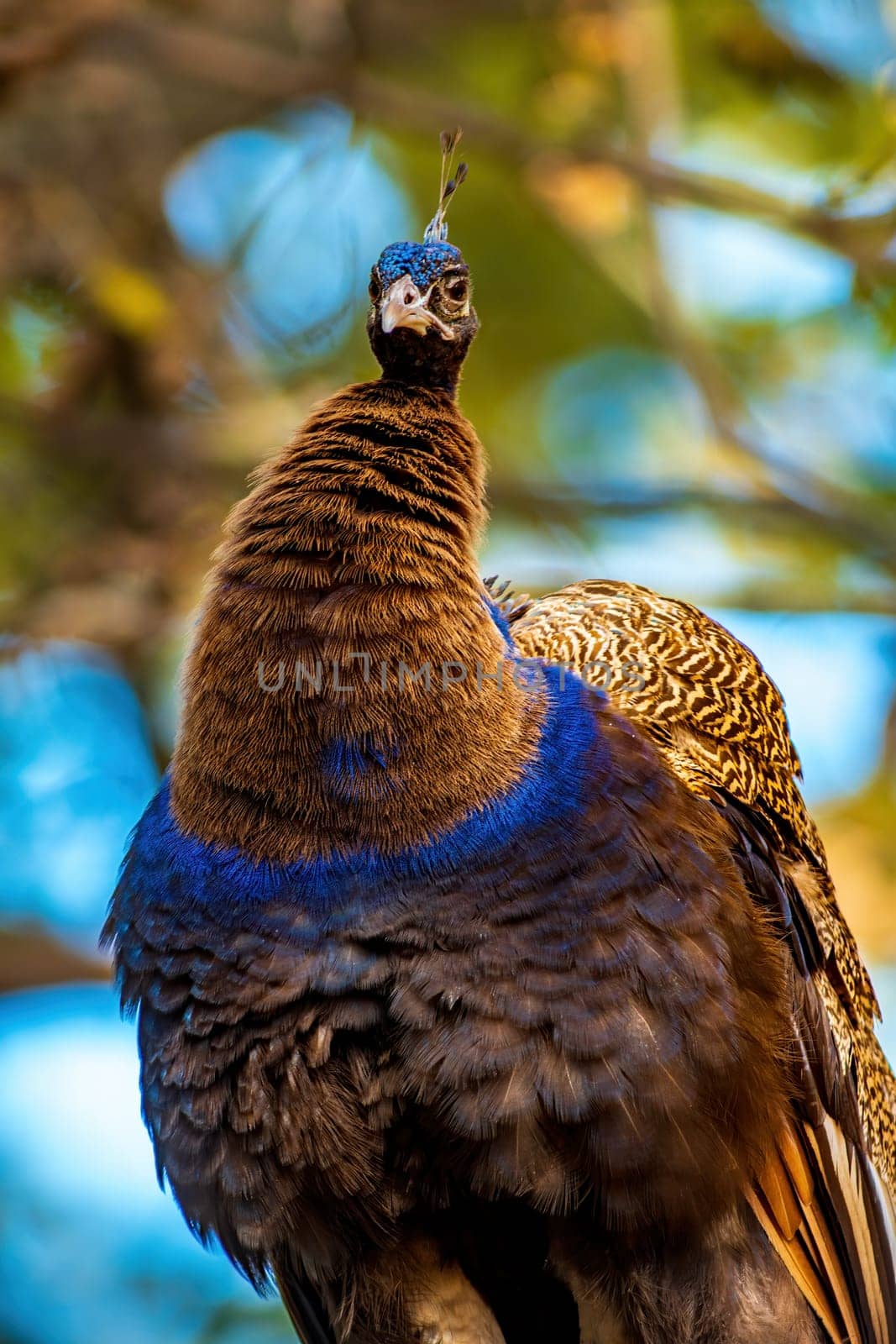 a colorful male blue peacock (Pavo cristatus) in Zoo Koethen Saxony Anhalt Germany