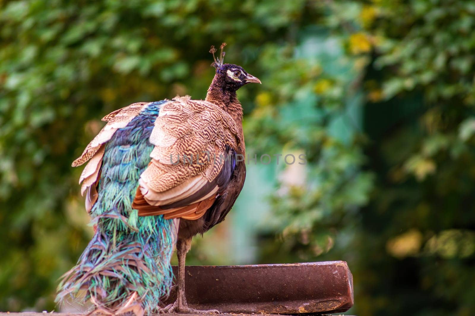 a colorful male blue peacock (Pavo cristatus) in Zoo Koethen Saxony Anhalt Germany