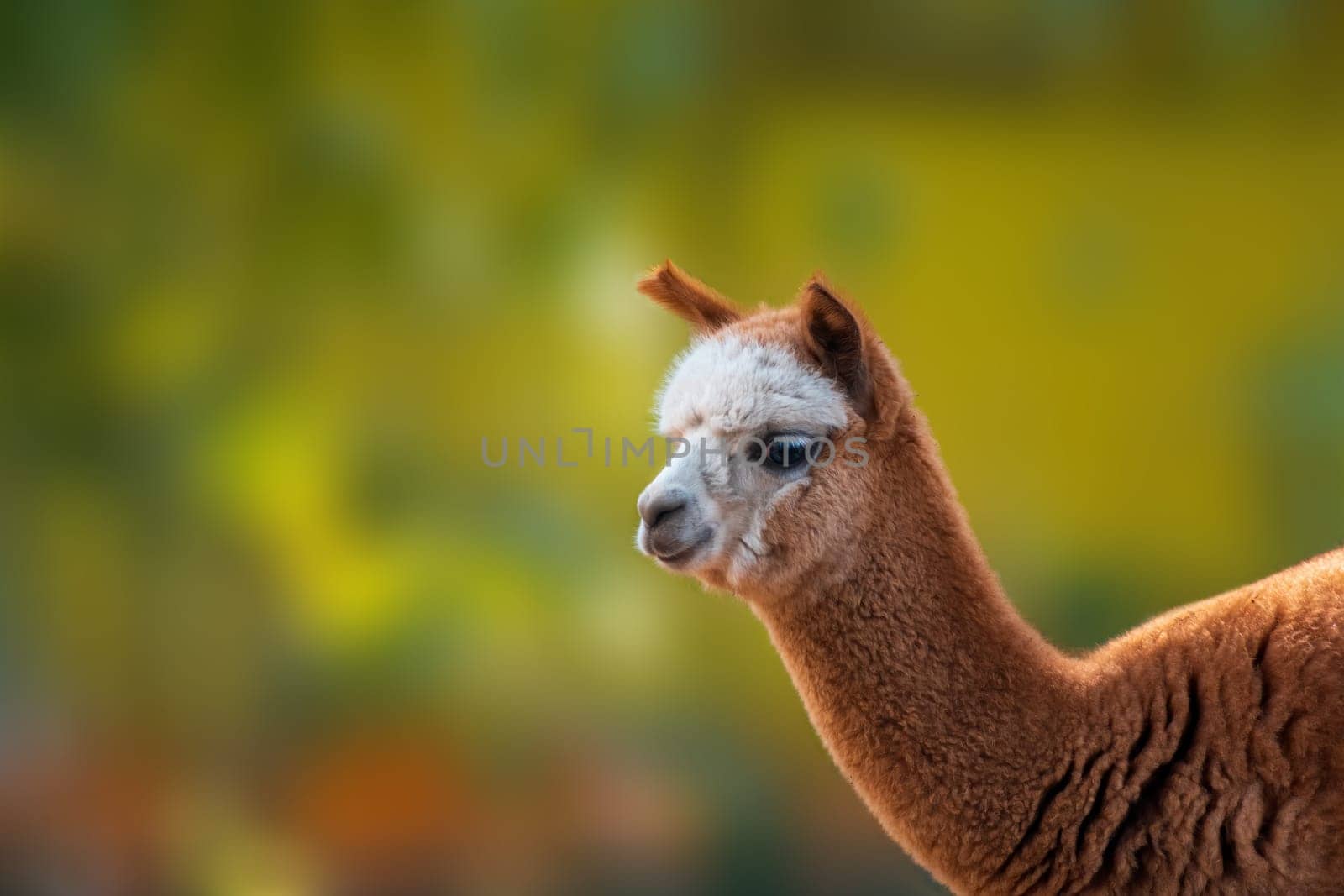 portrait of a brown alpaca (Vicugna pacos) in zoo koethen, saxony anhalt, germany