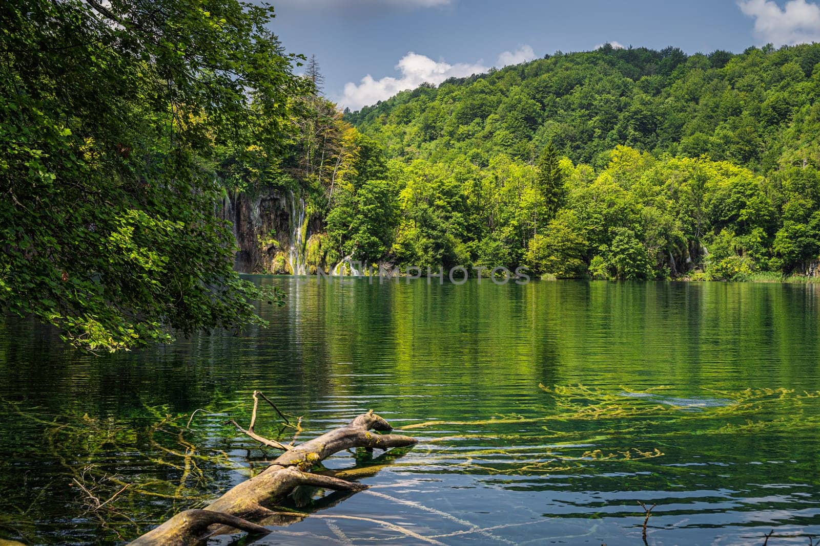 Large fallen tree submerged in a lake surrounded by green lush forest and hills, Plitvice Lakes National Park UNESCO World Heritage in Croatia