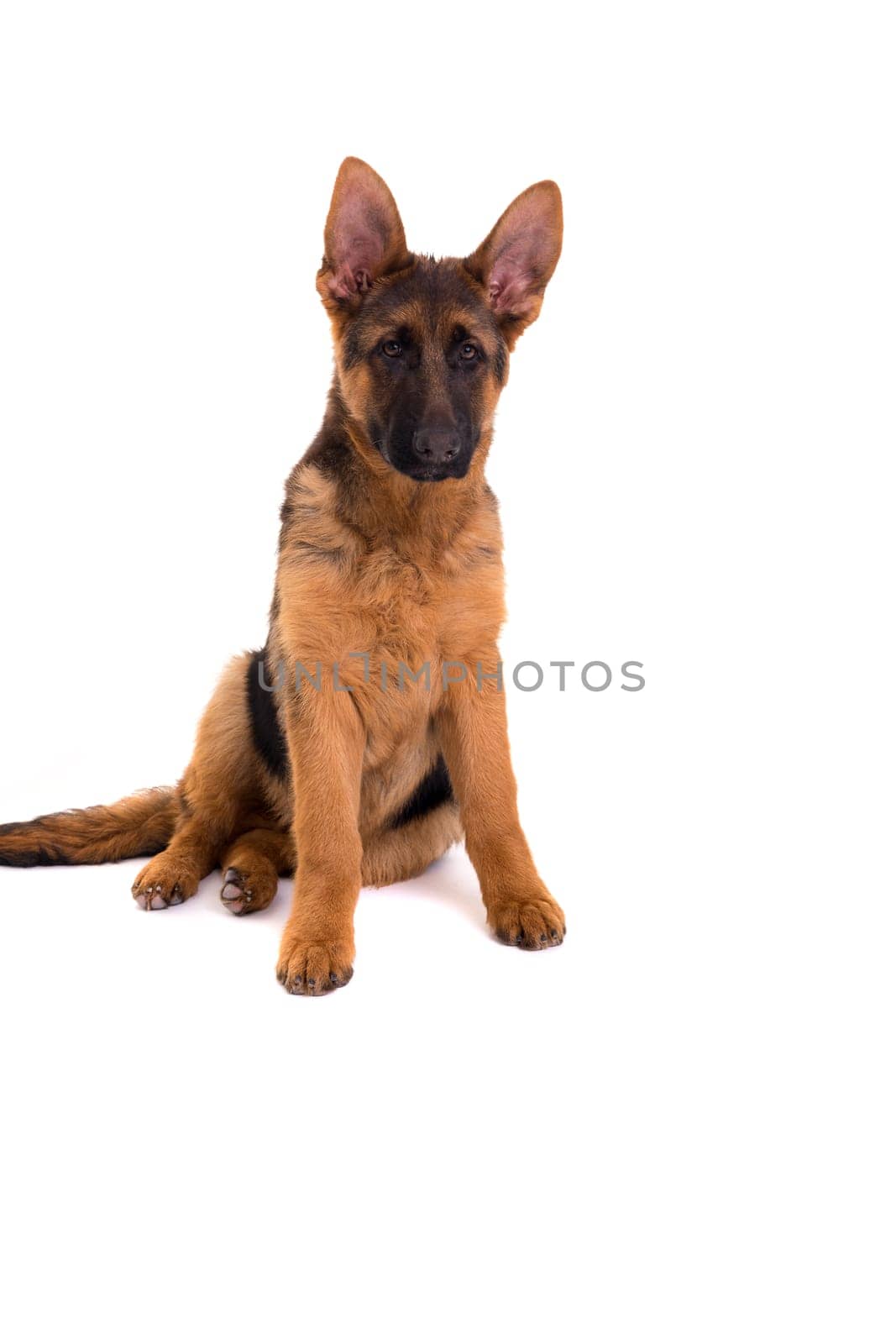 Studio Shot of a German Shepherd Dog puppy posing isolated over white background