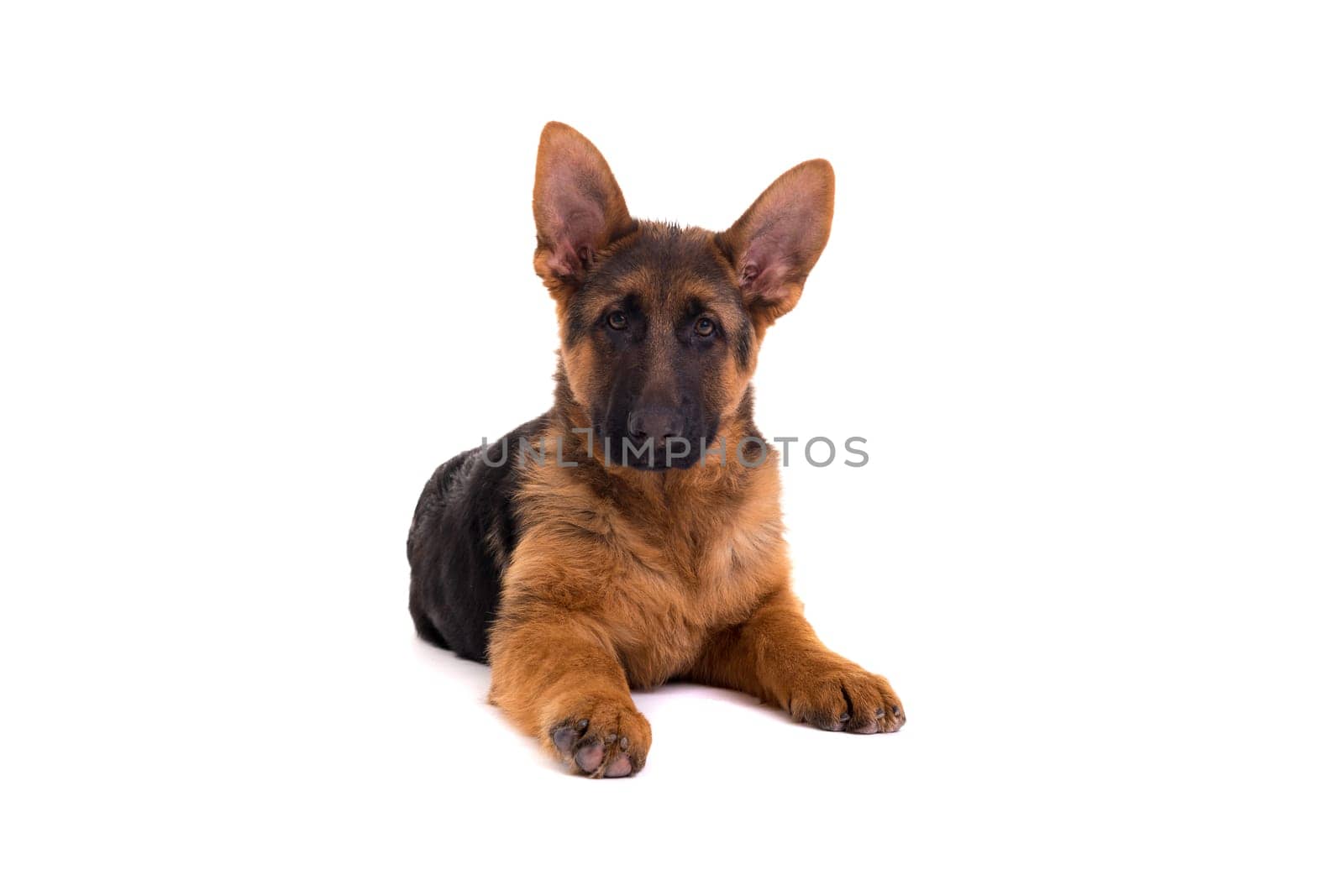 Studio Shot of a German Shepherd Dog puppy posing isolated over white background