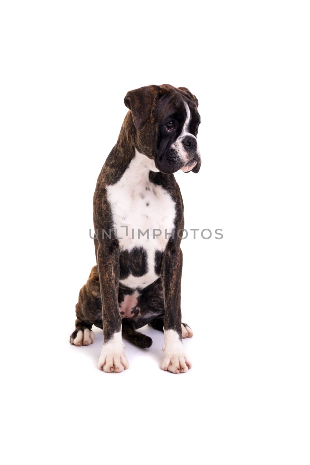 A young and beautiful boxer puppy, isolated over white background