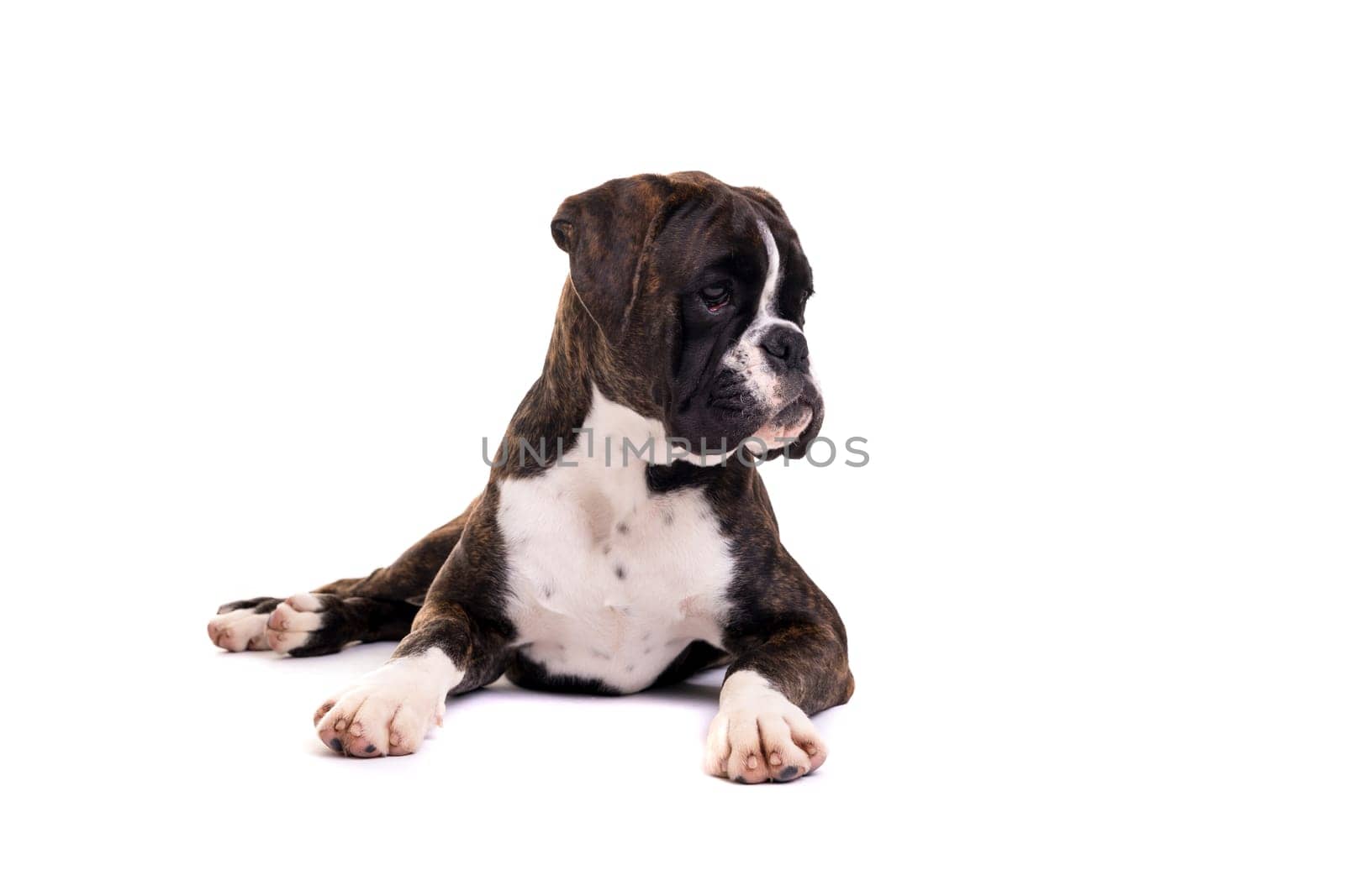A young and beautiful boxer puppy, isolated over white background