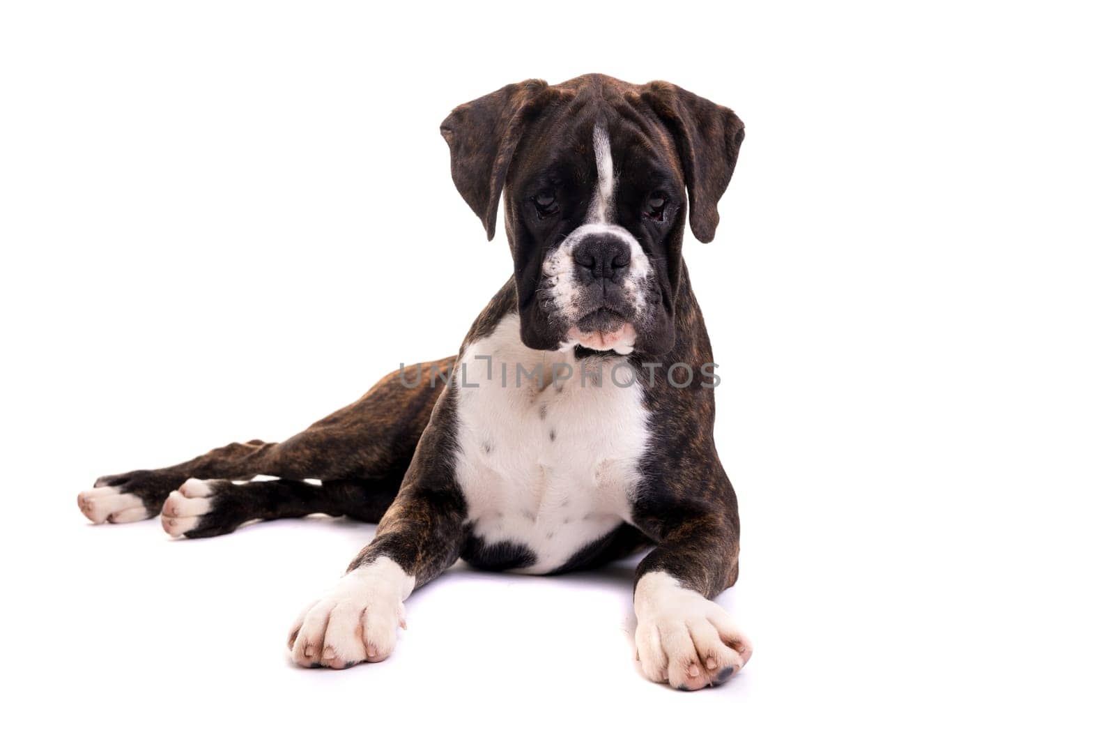 A young and beautiful boxer puppy, isolated over white background