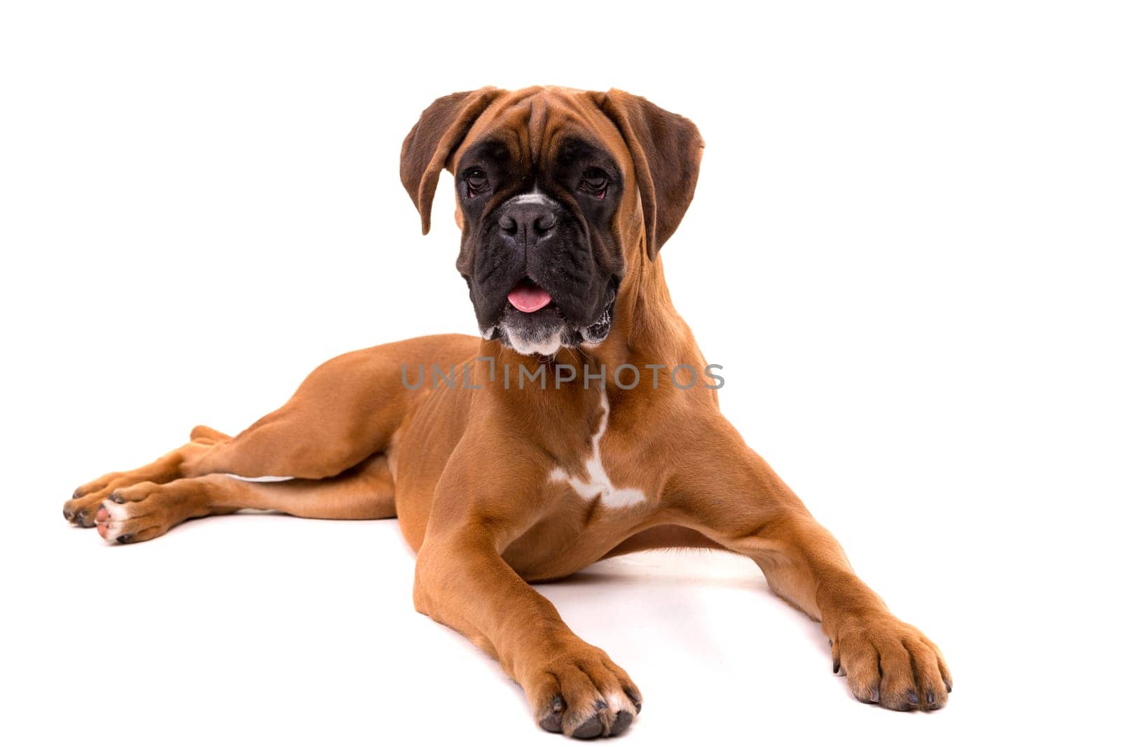 A young and beautiful boxer puppy, isolated over white background