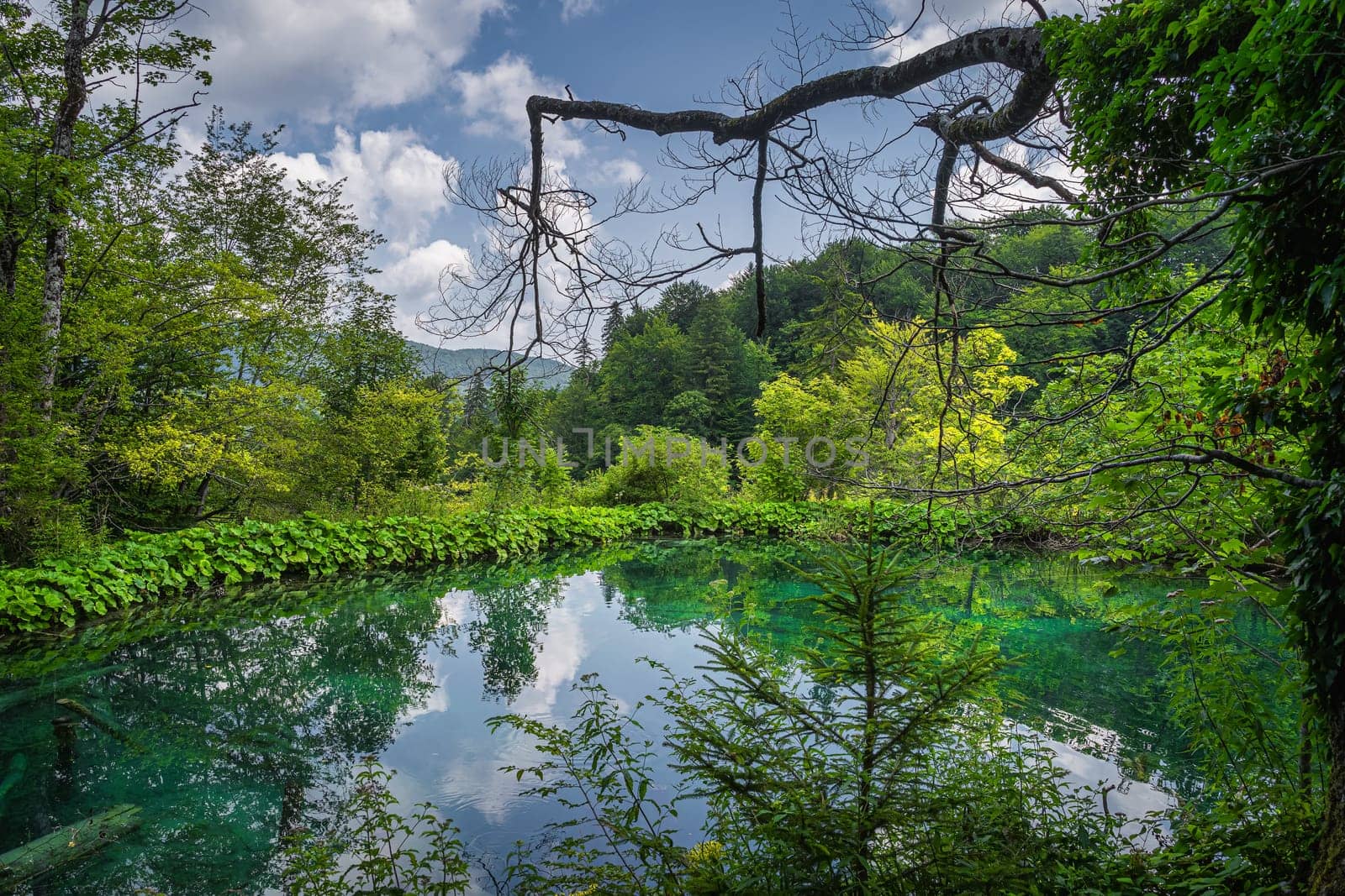 Water plants and trees surrounding small turquoise pond. Green lush forest in Plitvice Lakes National Park UNESCO World Heritage Croatia