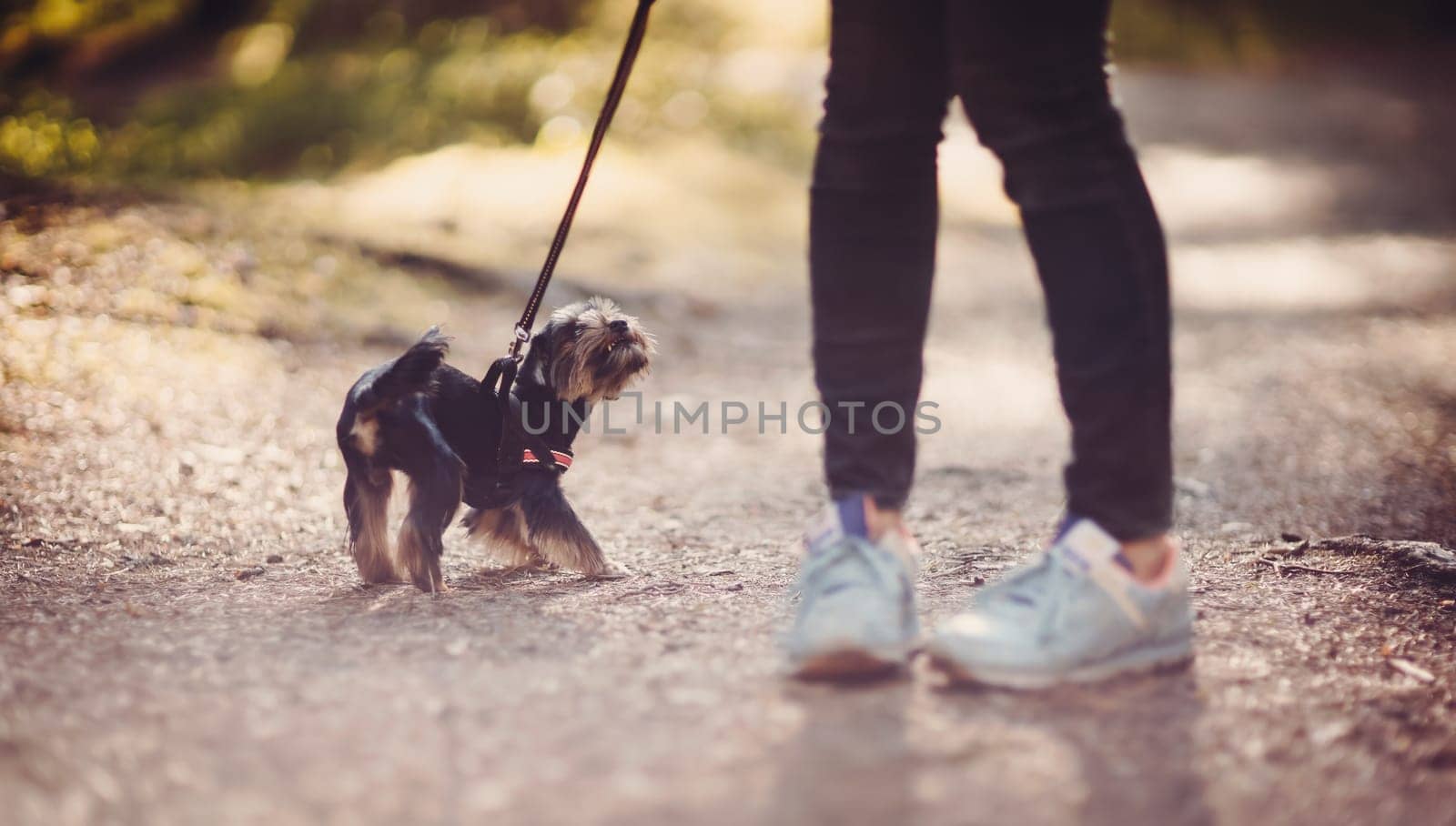 Young woman with small dog walking in the park. Adult strides with his pet on leash at the forest trail.