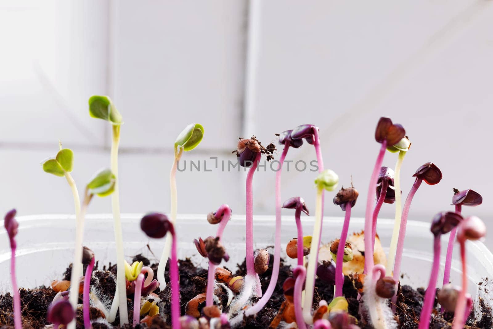 Seedlings of microgreen radish in the initial stage on the windowsill of the house
