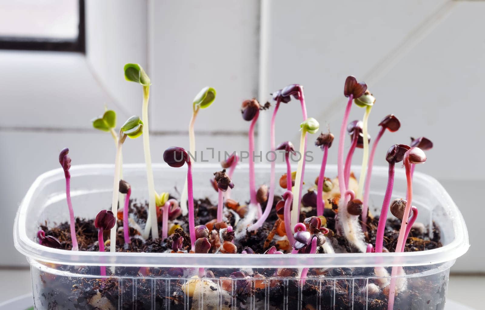 Seedlings of microgreen radish in the initial stage on the windowsill of the house