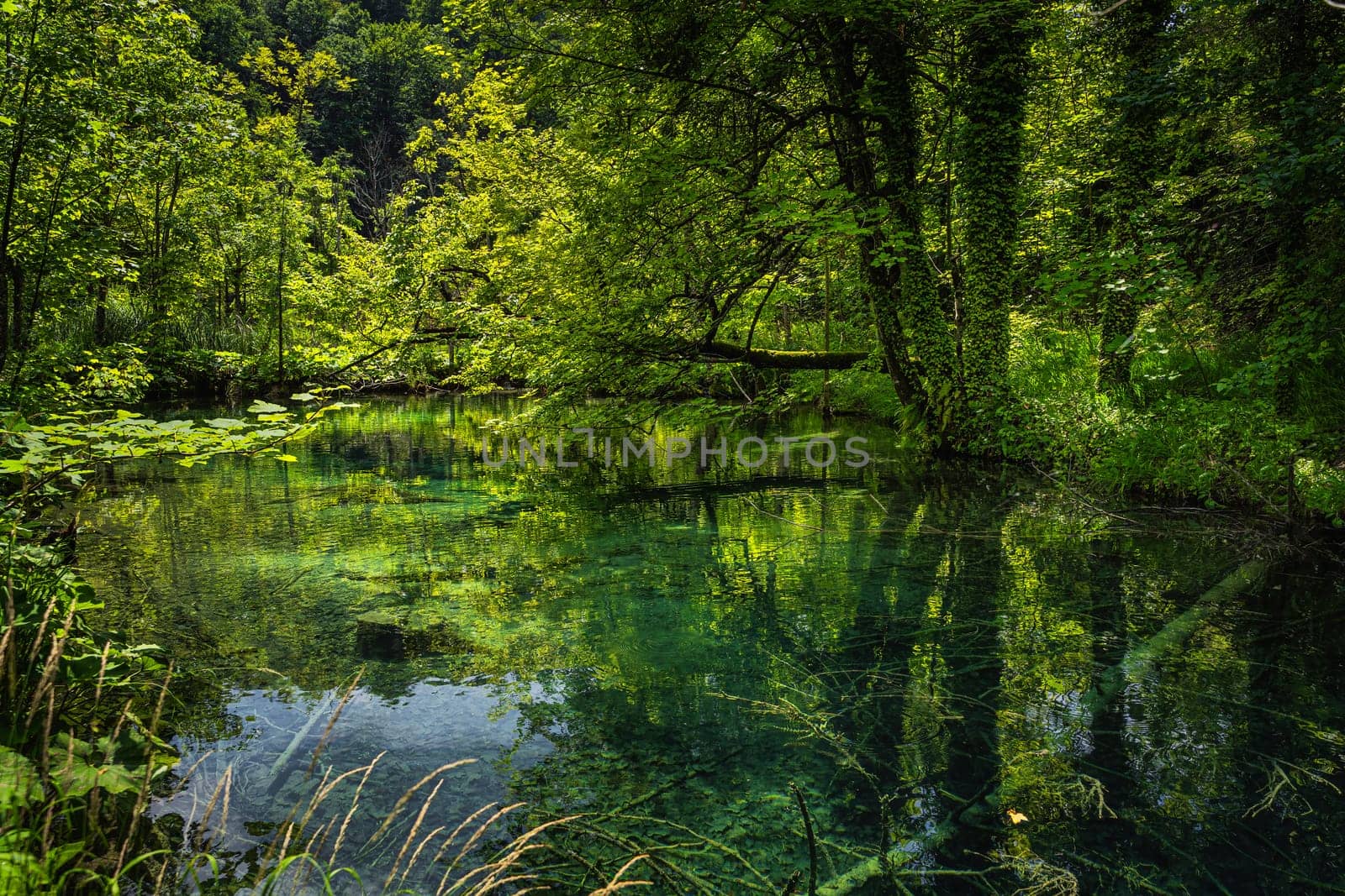 Explosion of shads of green. Tree trunks submerged in emerald green pond in lush forest of Plitvice Lakes National Park UNESCO World Heritage, Croatia