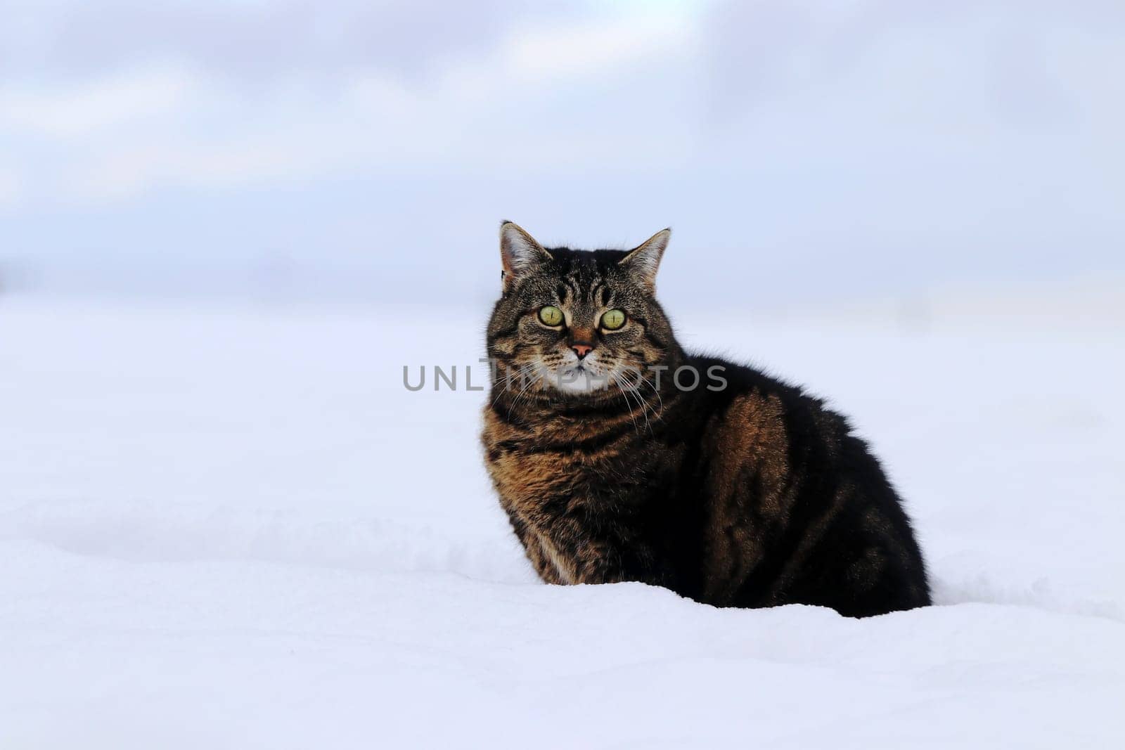 A fat fluffy cat sits in the snow in winter