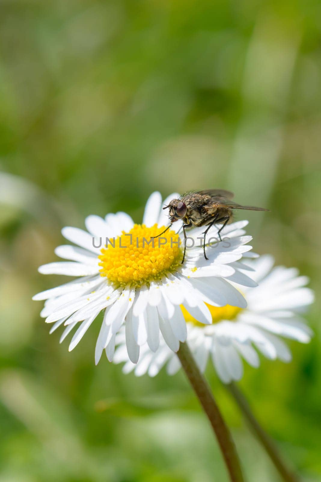 A fly eating pollen on a daisy flower
