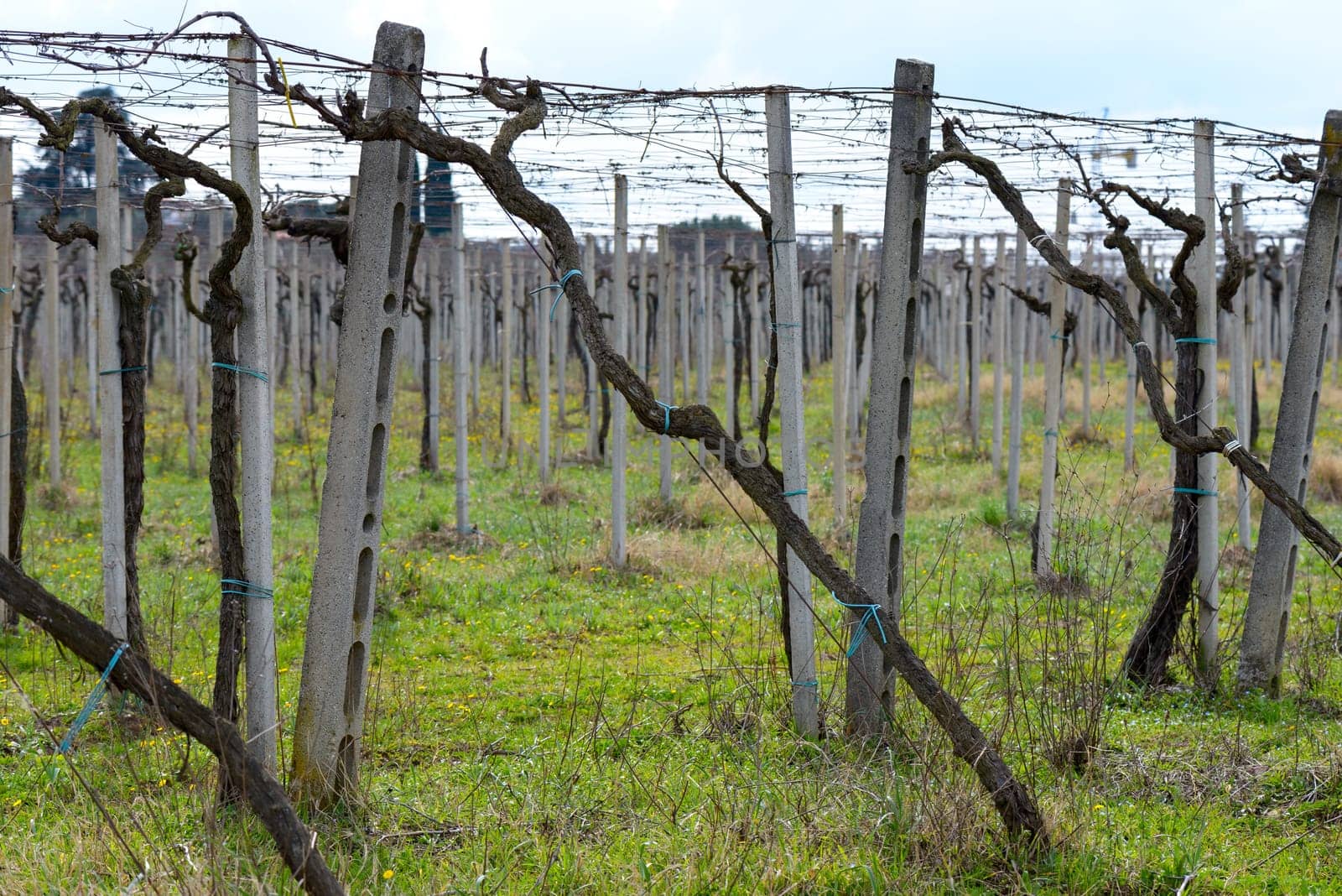 italian vineyard near rome in winter