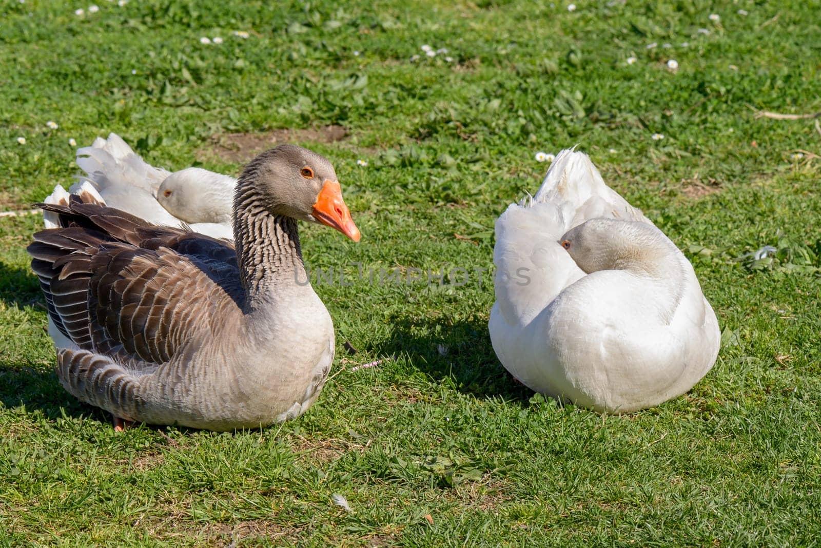 geese in a garden of roma, EUR lake