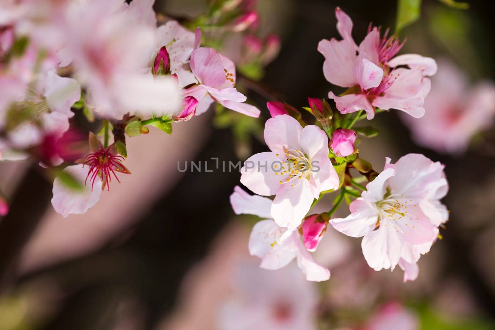 The Spring banner, branches of blossoming cherry against background of blue sky and butterflies on nature outdoors