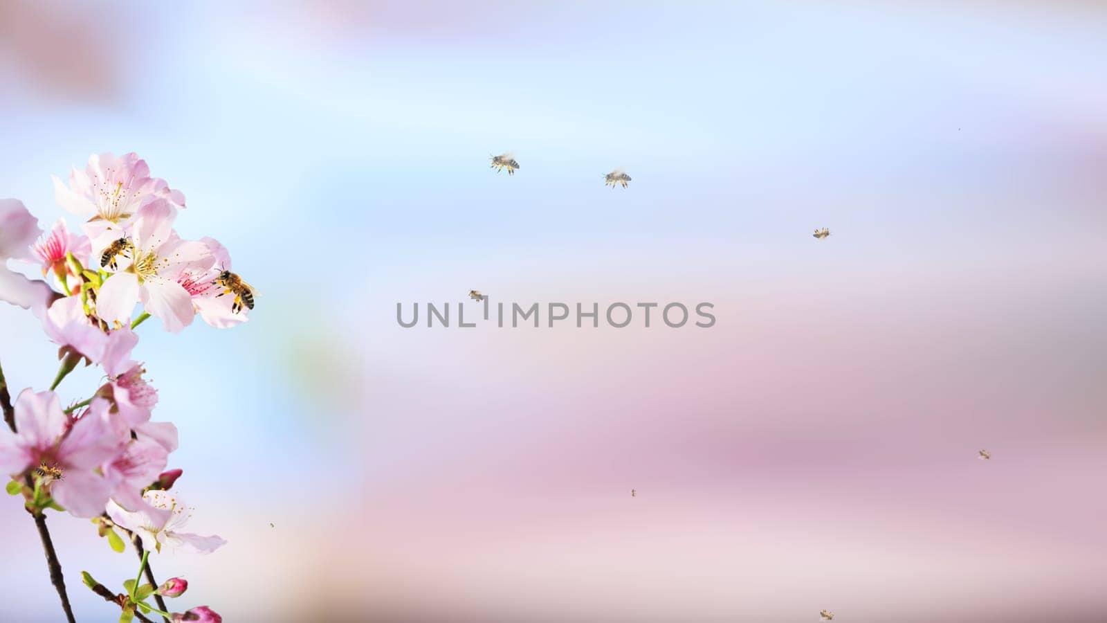 The Spring greeting card banner blooming apricot and bee pollinating a flower against the blue sky on a sunny day.