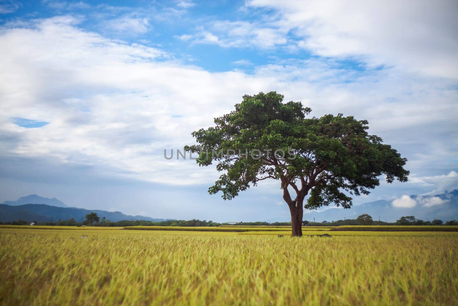 The bishop wood on Brown Avenue, Chishang, Taitung, Taiwan