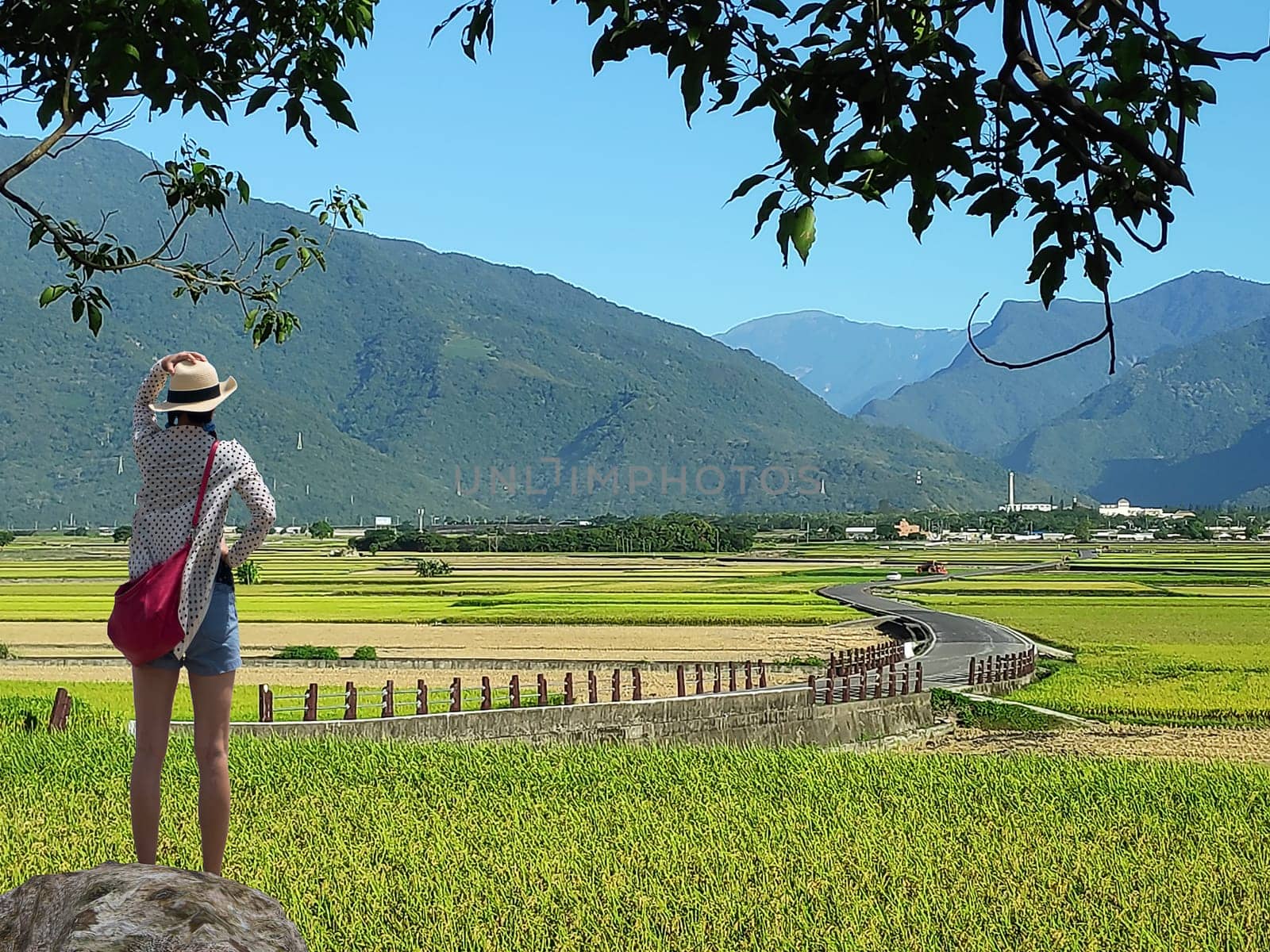The Landscape View Of Beautiful Paddy Field With Sunrise At Brown Avenue , Chishang, Taitung, Taiwan