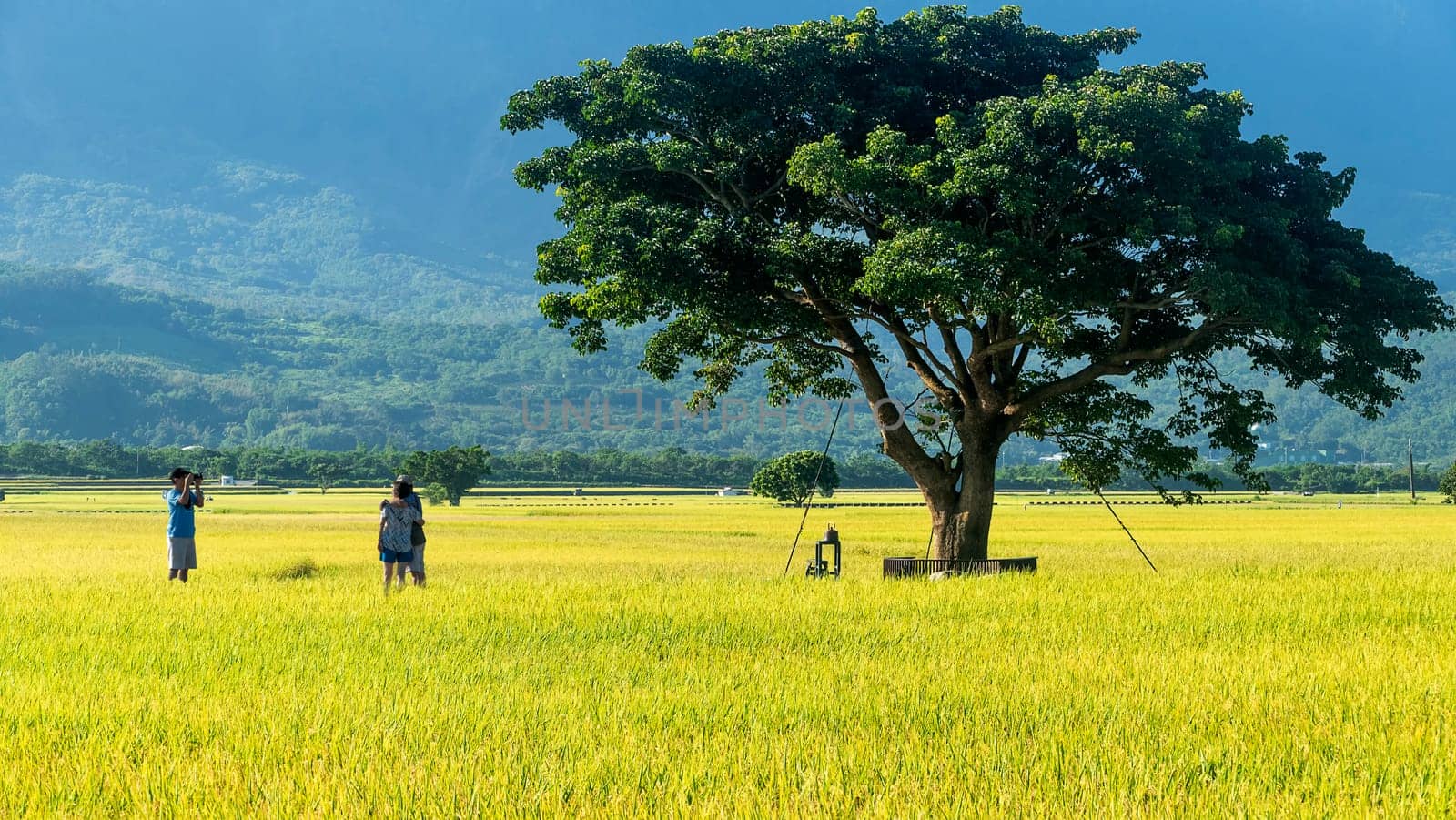 The Landscape View Of Beautiful Paddy Field With Sunrise At Brown Avenue , Chishang, Taitung, Taiwan