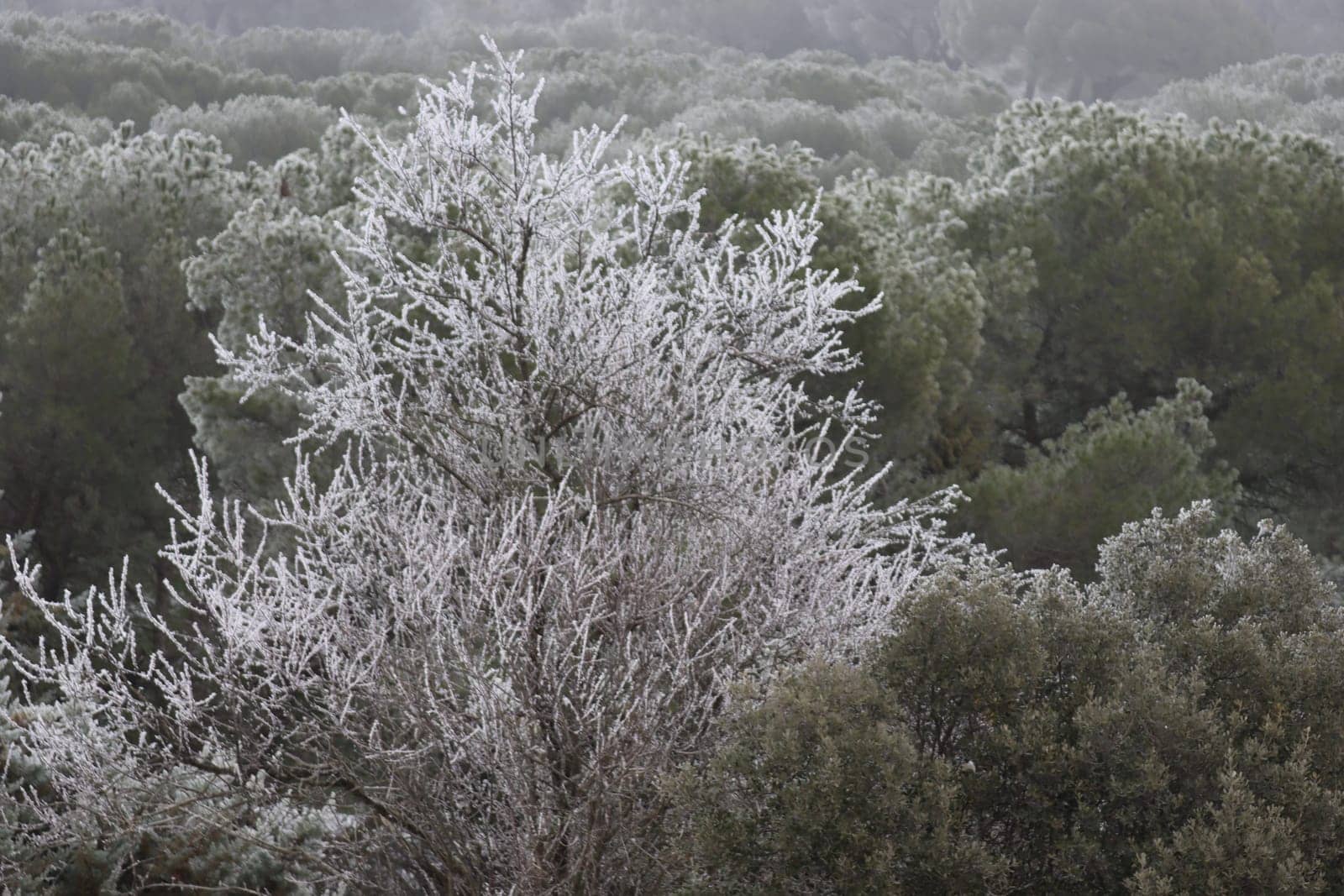 beautiful storm of cold and snow frost ice under zero ice
