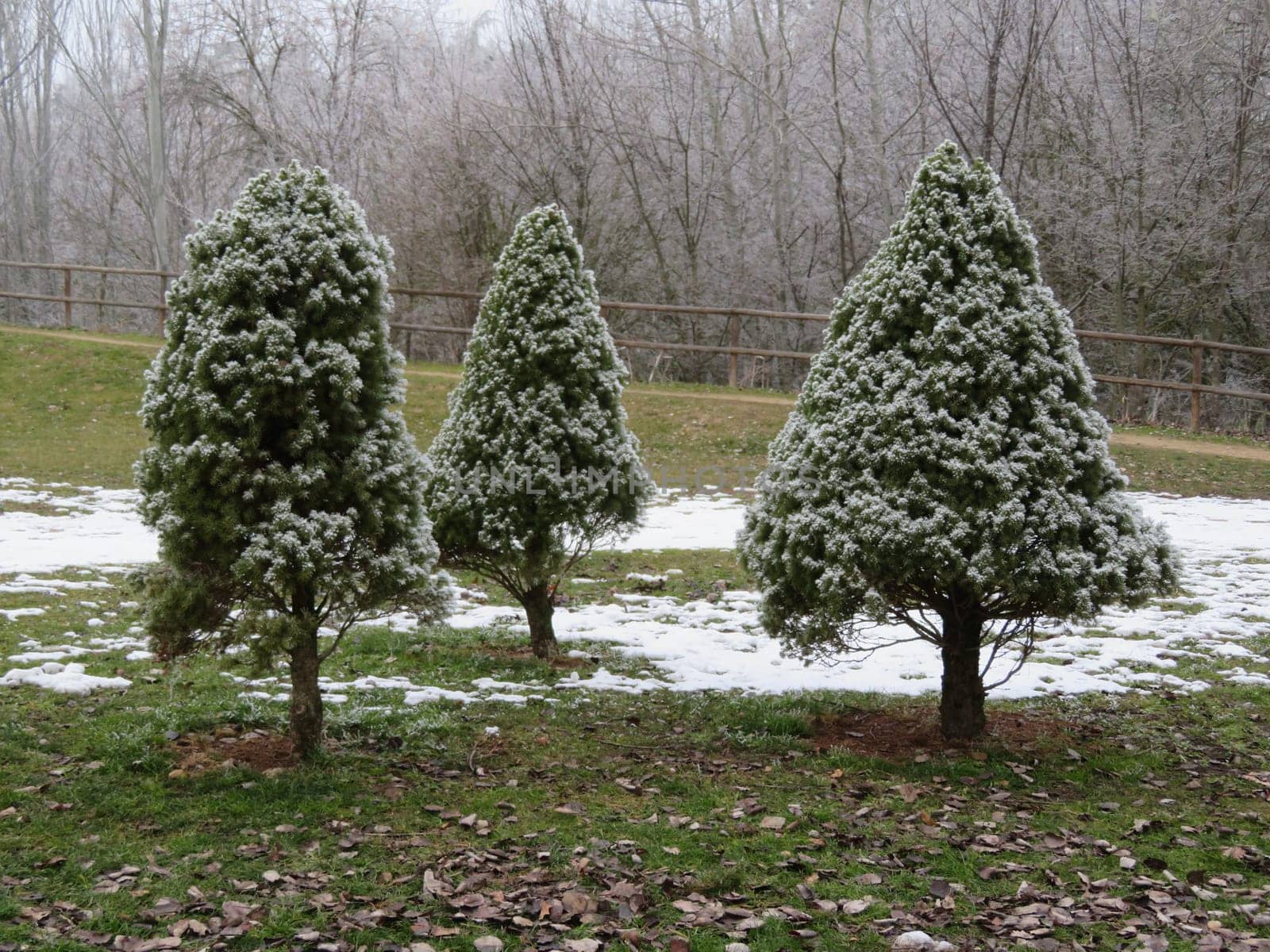 beautiful landscape frozen trees by cold and snow