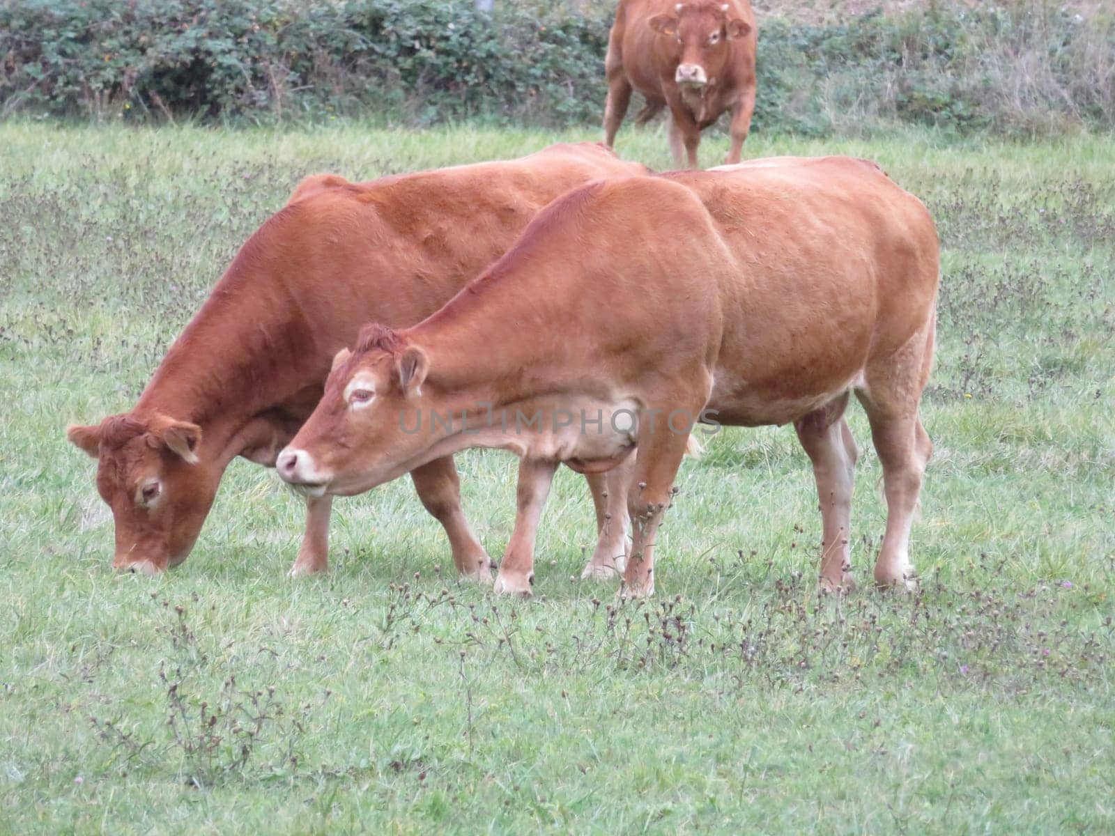 Beautiful picture of cow of great beauty and size